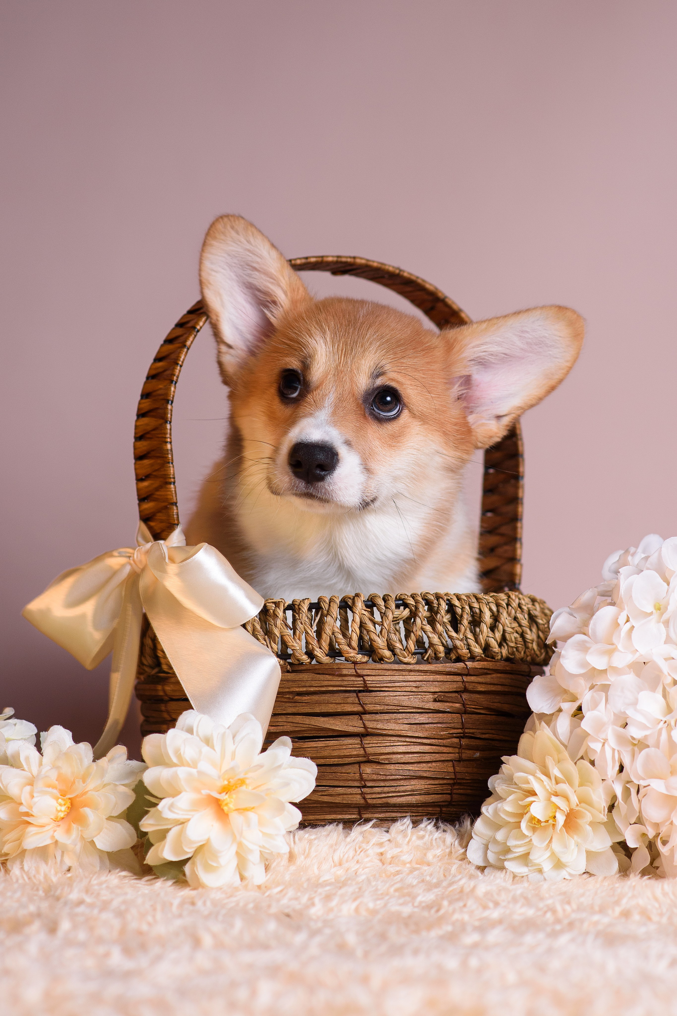 Ликер Синнабон — 11.01.2024. Фотограф — Анималист | Анна Абрамова