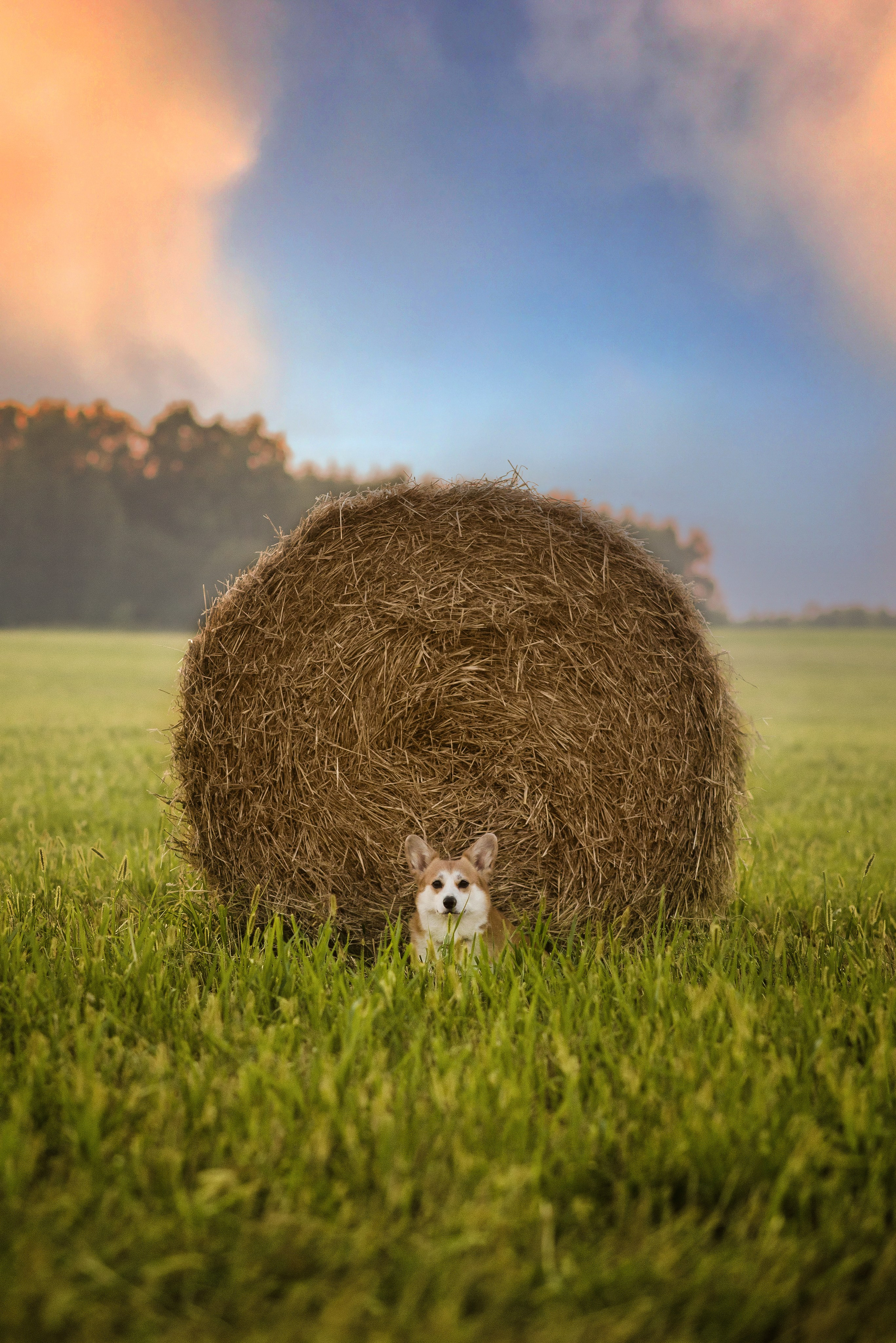 Лея и тюки — 10.08.2023. Фотограф — Анималист | Анна Абрамова