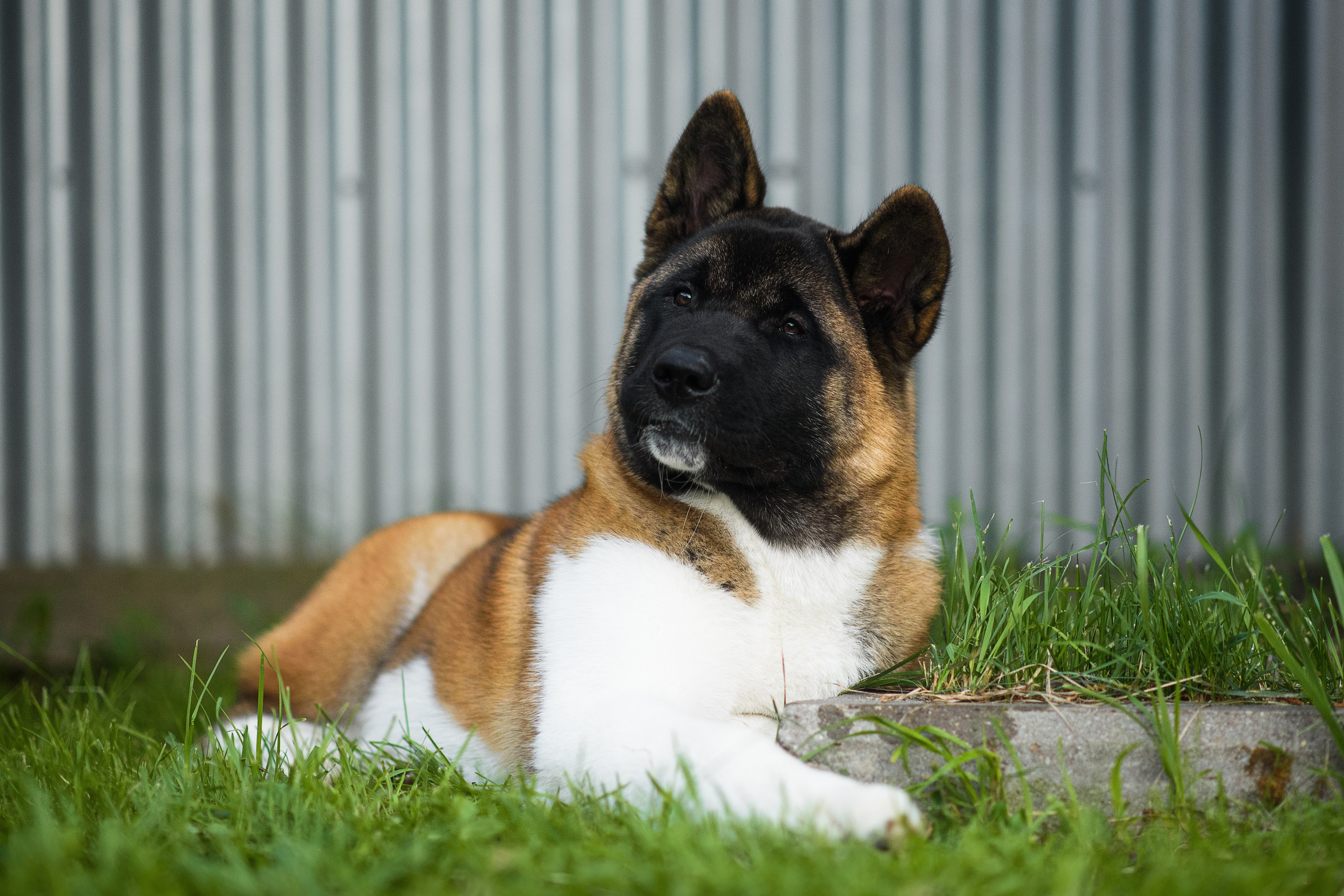 Луна — 21.06.2024. Фотограф — Анималист | Анна Абрамова