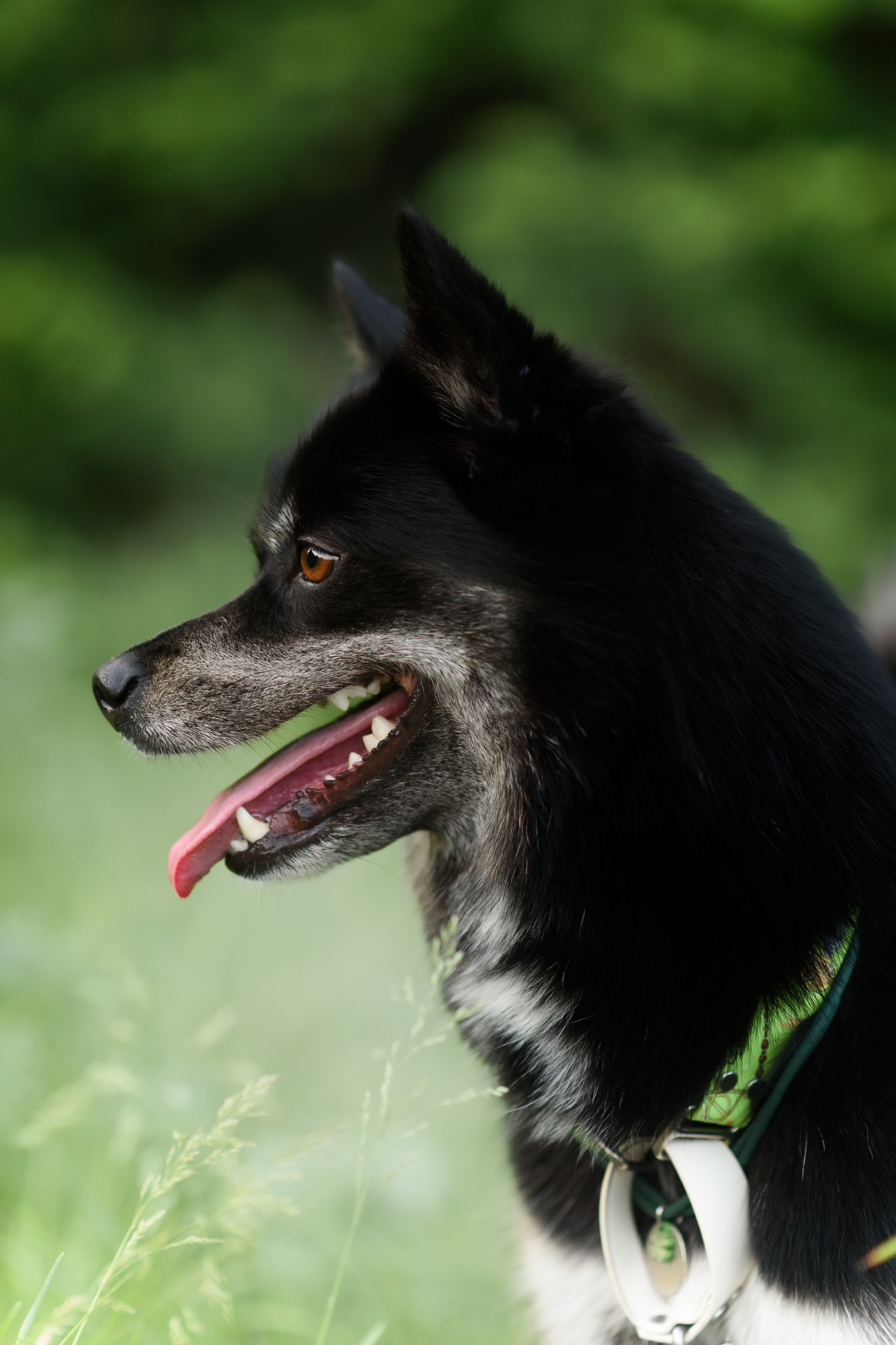 Максим, Надя, Шелби и Рой — 31.05.2025. Фотограф — Анималист | Анна Абрамова