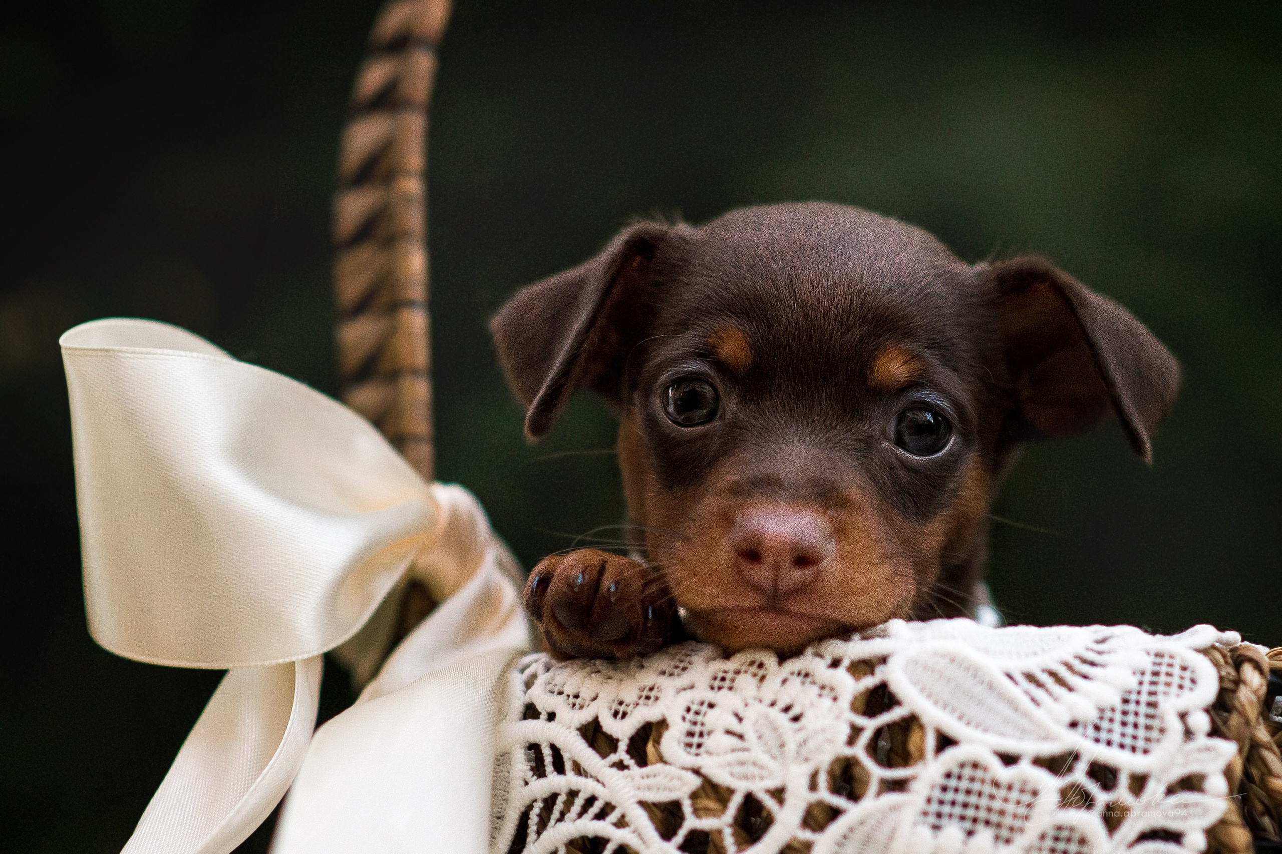 Щенки пражских крысариков — 06.08.2023. Фотограф — Анималист | Анна Абрамова