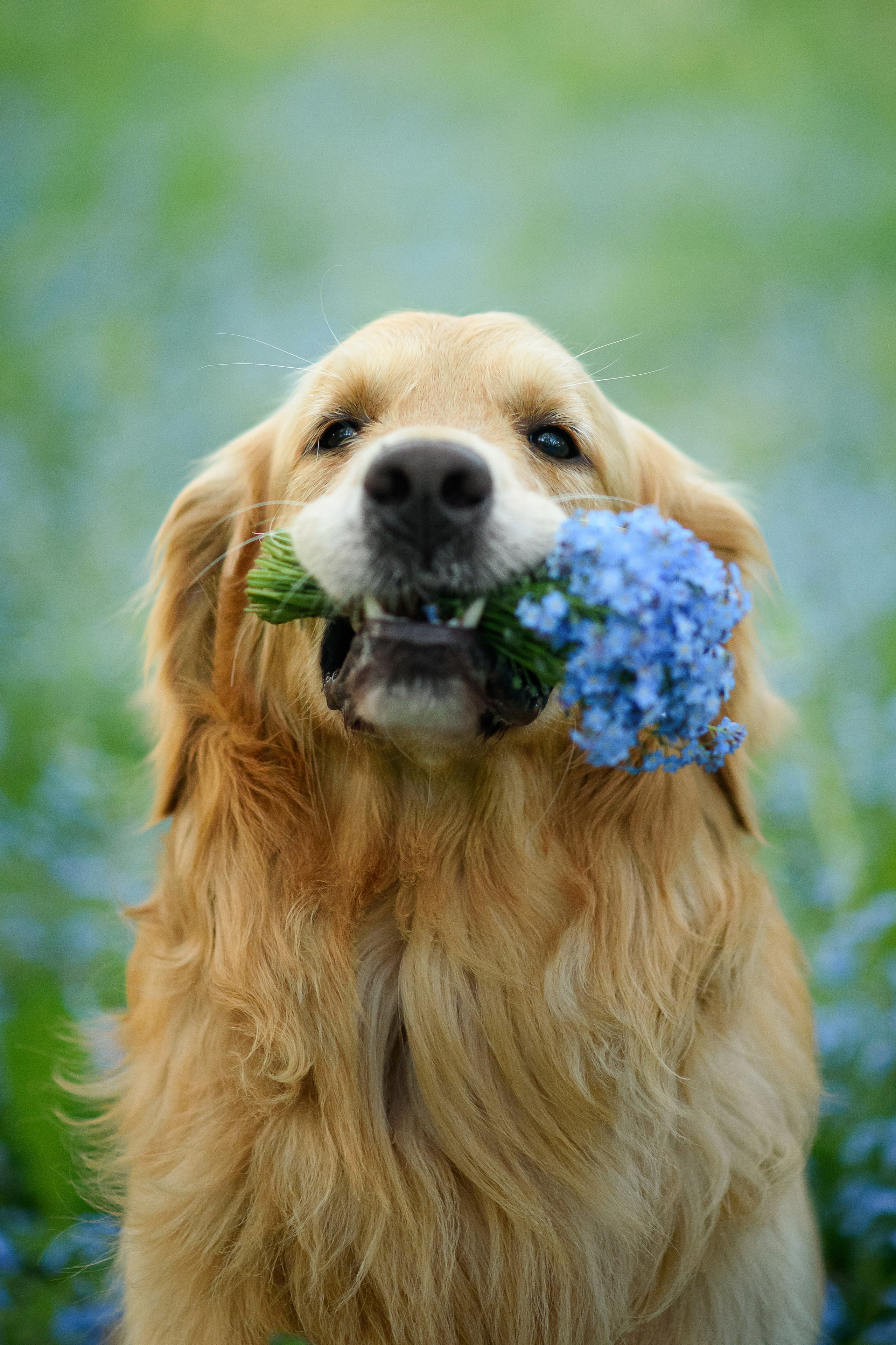 Степа, Йоки и Мята — 29.05.2024. Фотограф — Анималист | Анна Абрамова