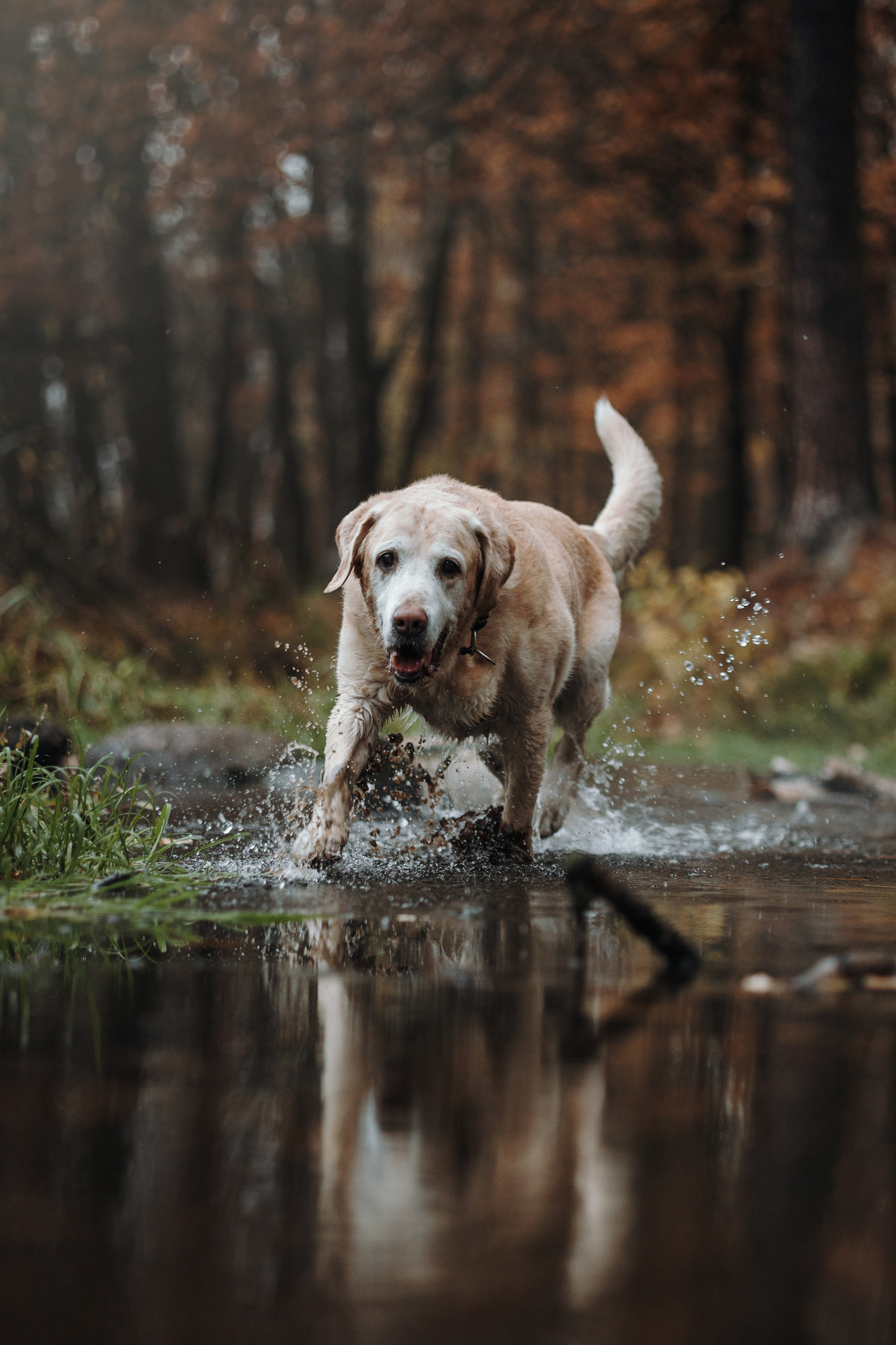 Оксана и Барон. Фотограф — Анималист | Санкт-Петербург