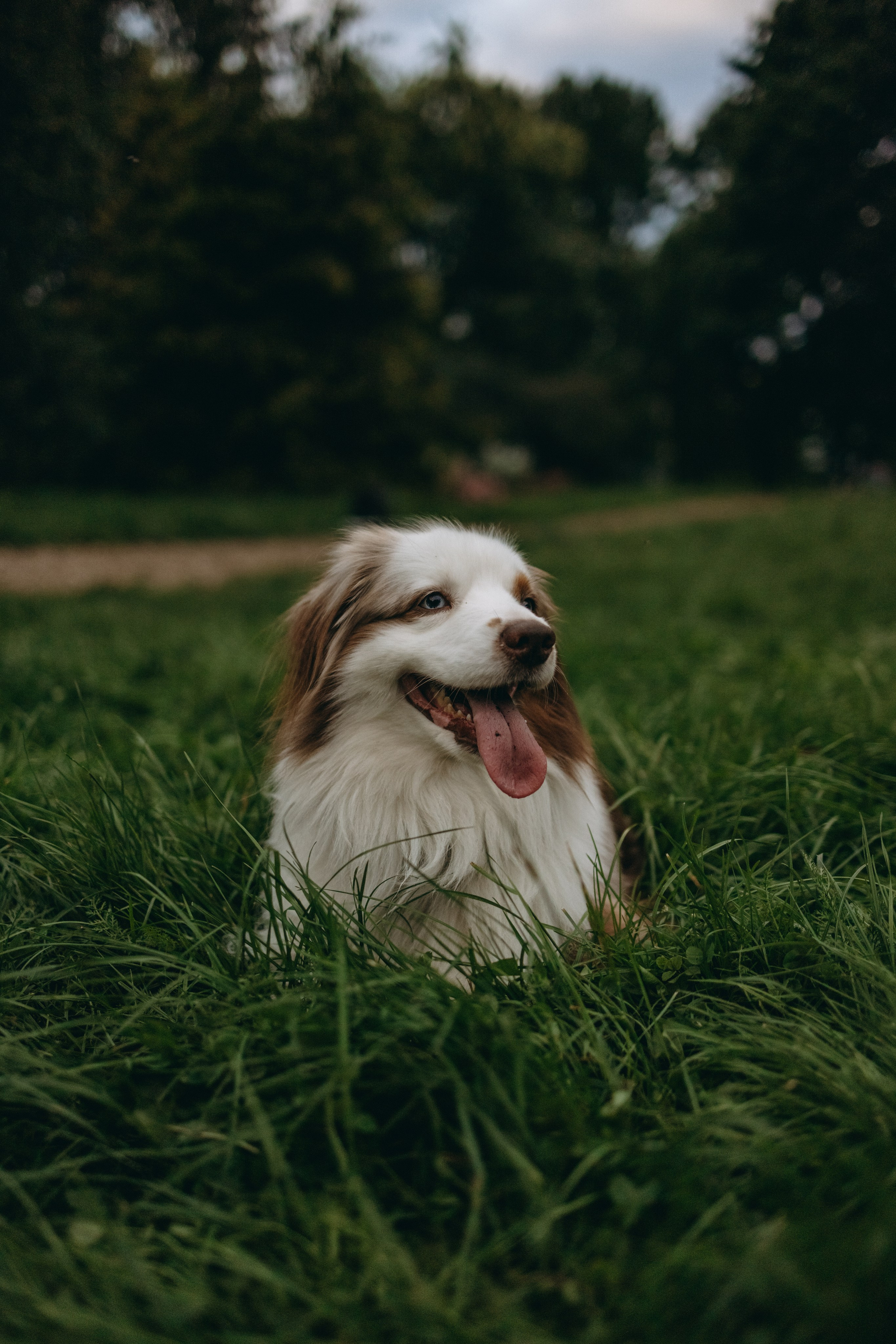 Маша и Эклер. Фотограф — Анималист | Санкт-Петербург