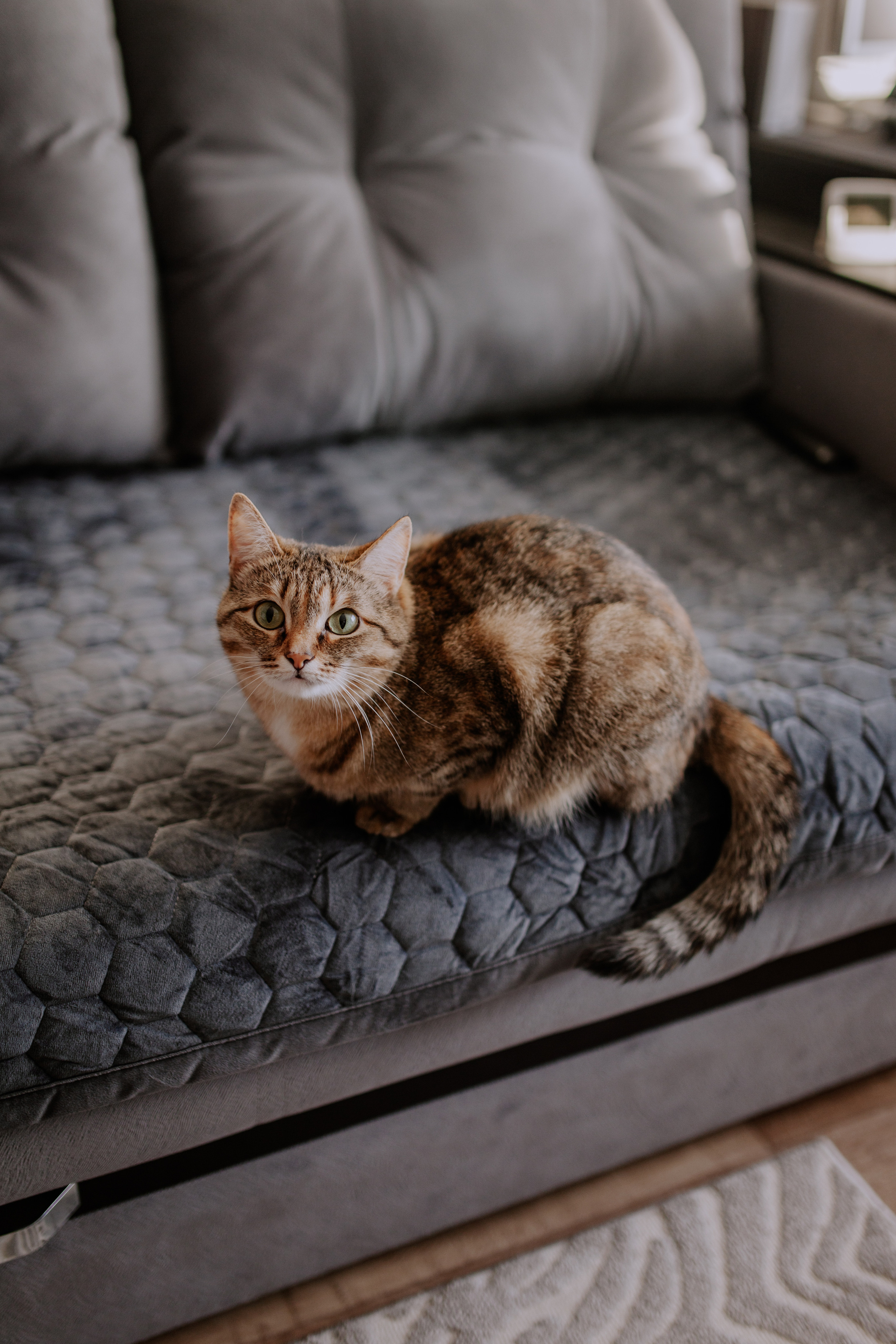 Домашняя новогодняя фотосессия в Тюмени. Фотограф Шелудкова Яна, город Тюмень