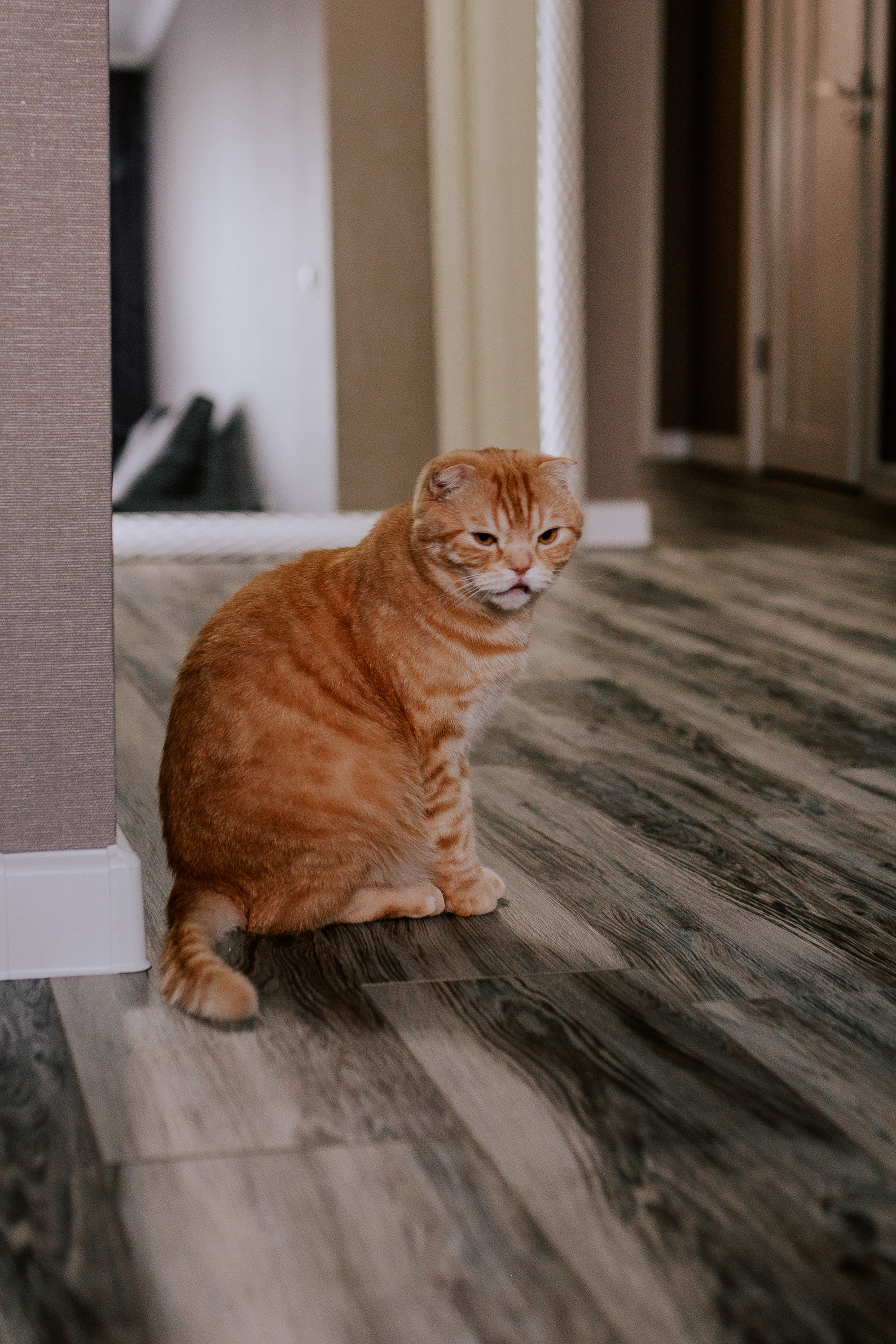 Домашняя съёмка с новорожденным в Тюмени. Фотограф Шелудкова Яна, город Тюмень