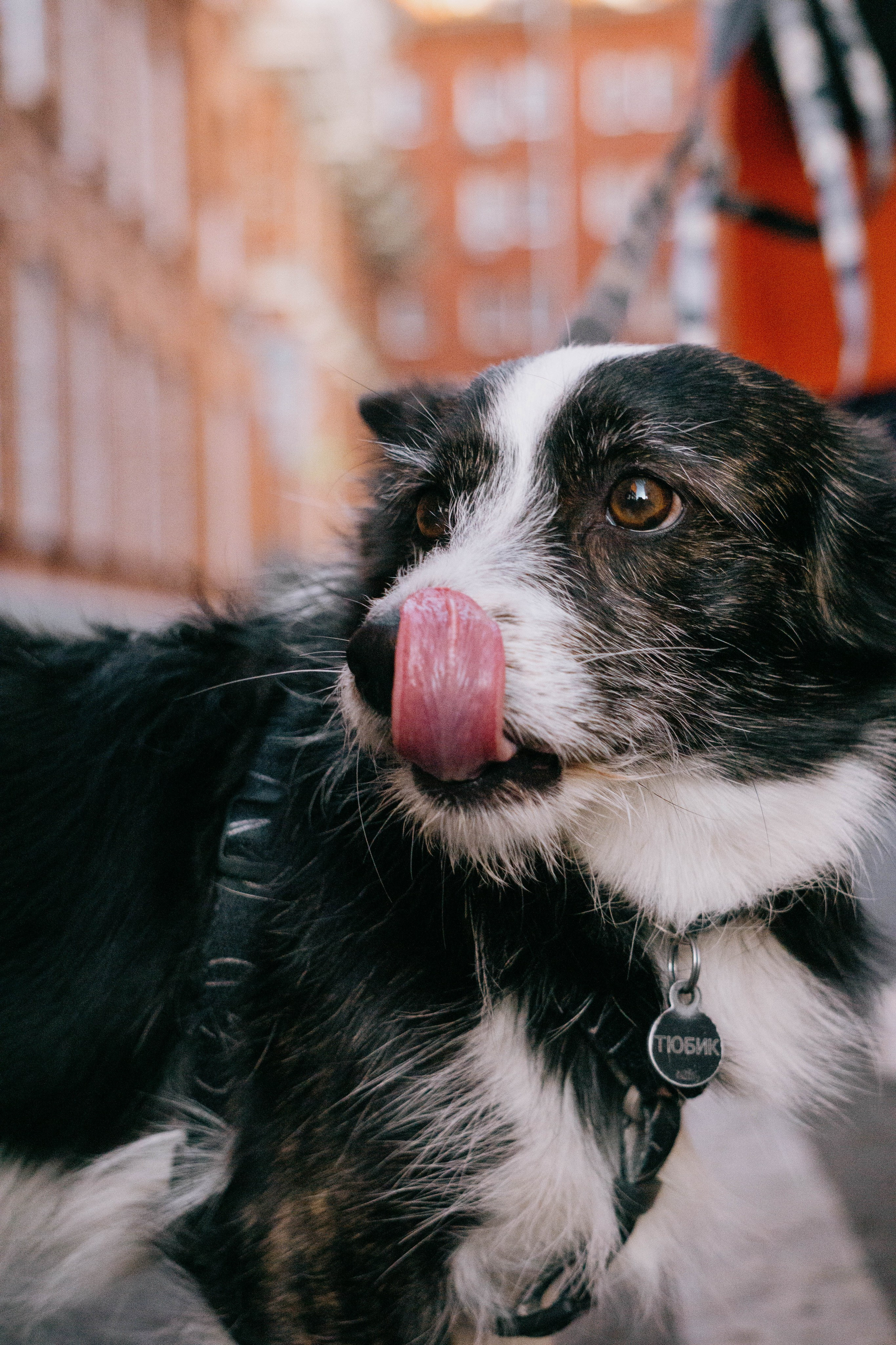 Даша и Тюбик. Фотограф-анималист Ксения Воробьева, Москва