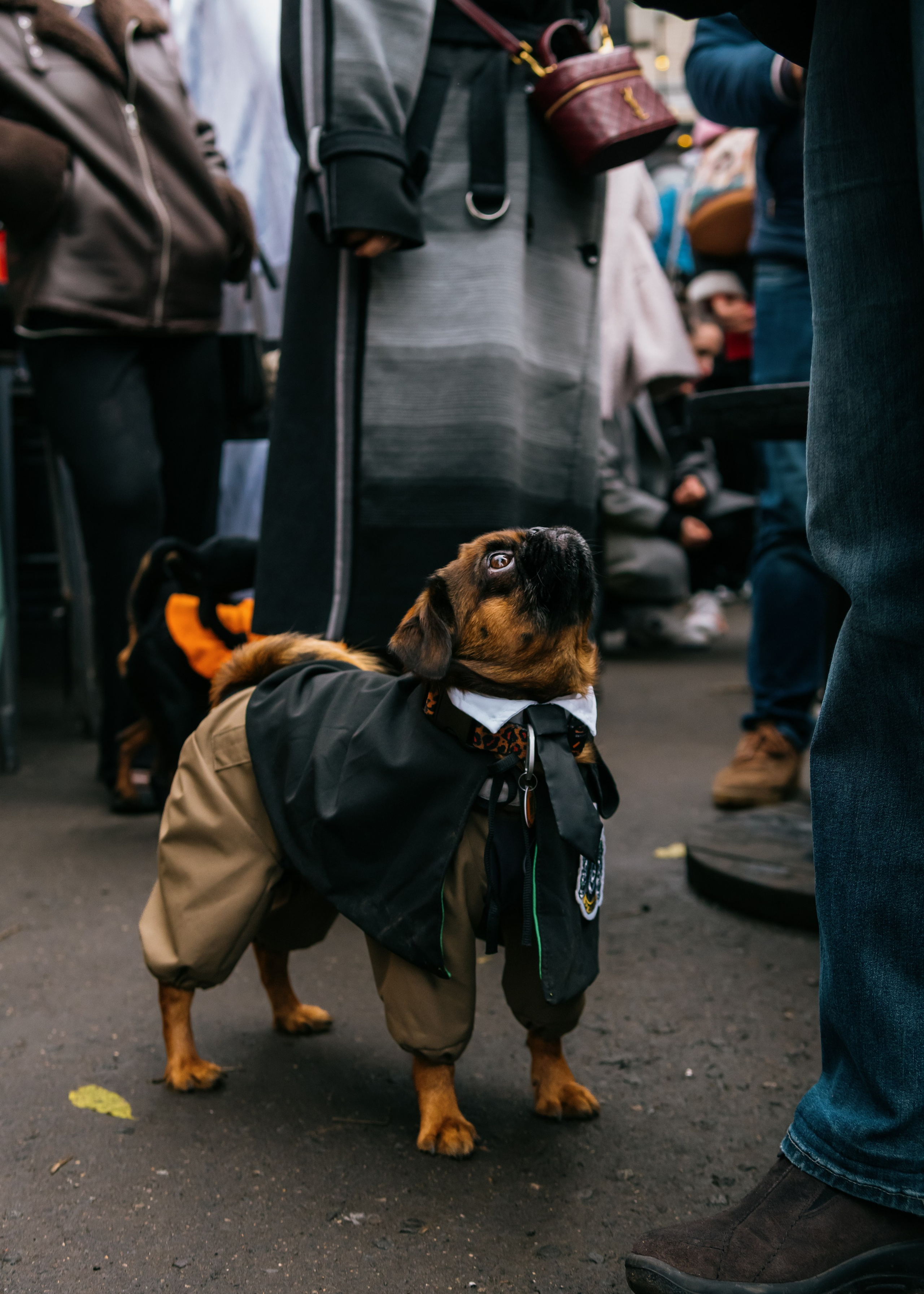 Тематическая встреча породников «Griffween». Фотограф-анималист Ксения Воробьева, Москва
