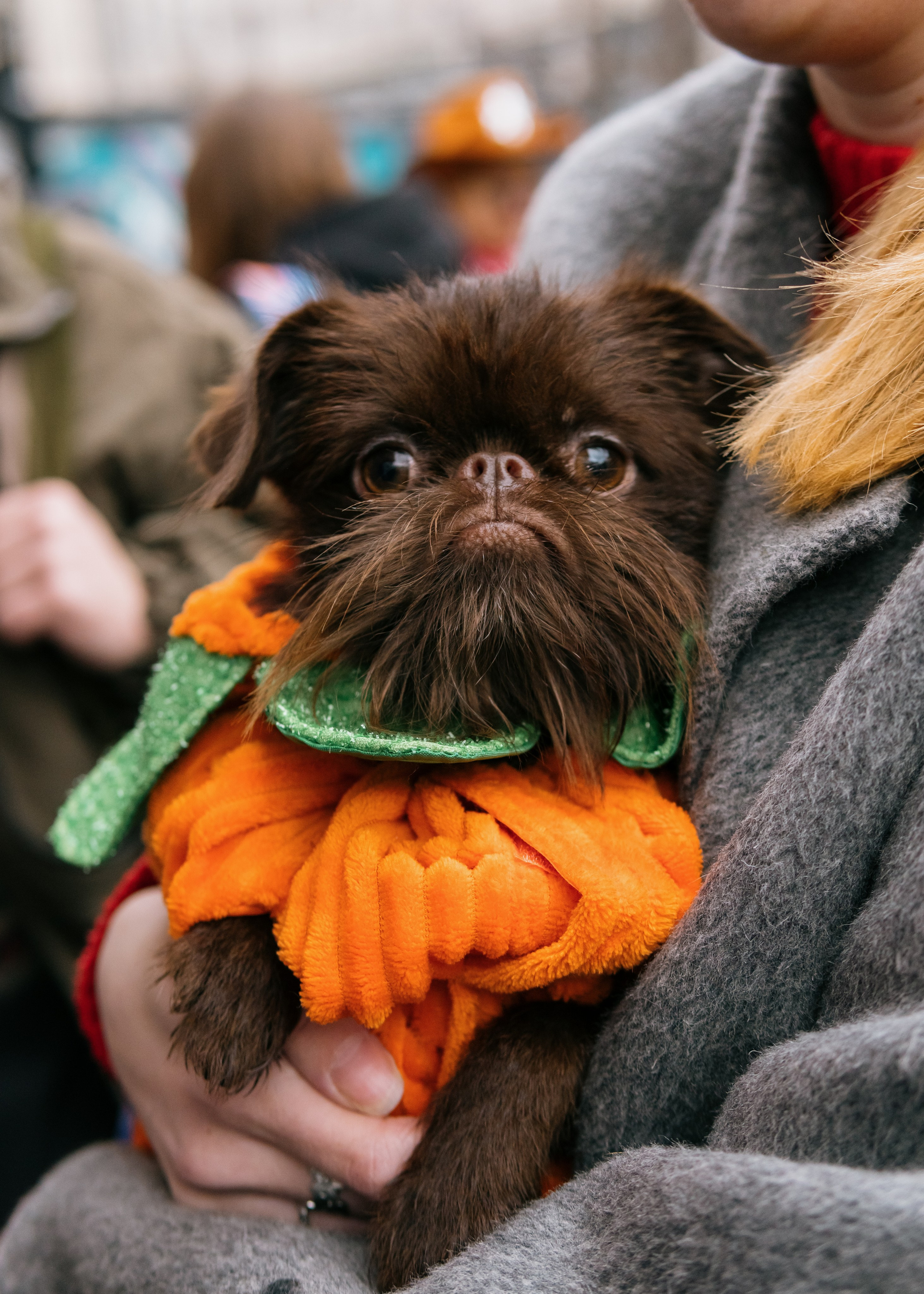 Тематическая встреча породников «Griffween». Фотограф-анималист Ксения Воробьева, Москва