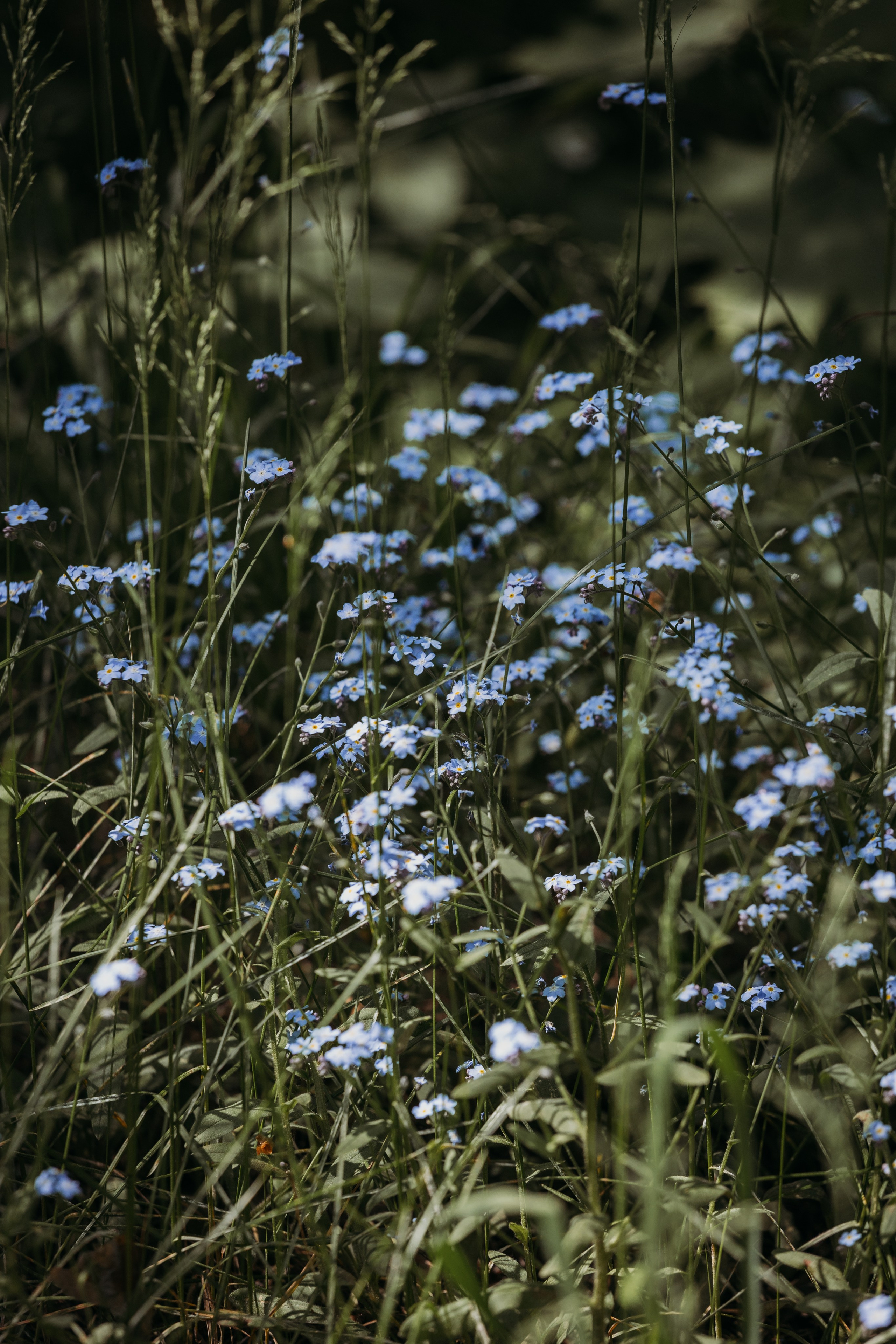 Родные люди «Кратово». Леся Гаранина. Семейный фотограф/видеограф Москва и область