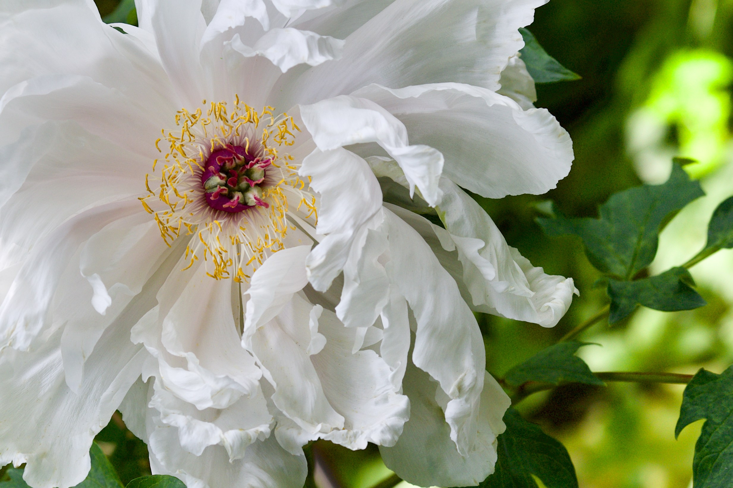 Школьные выпускные альбомы в Москве Марина Николаева
