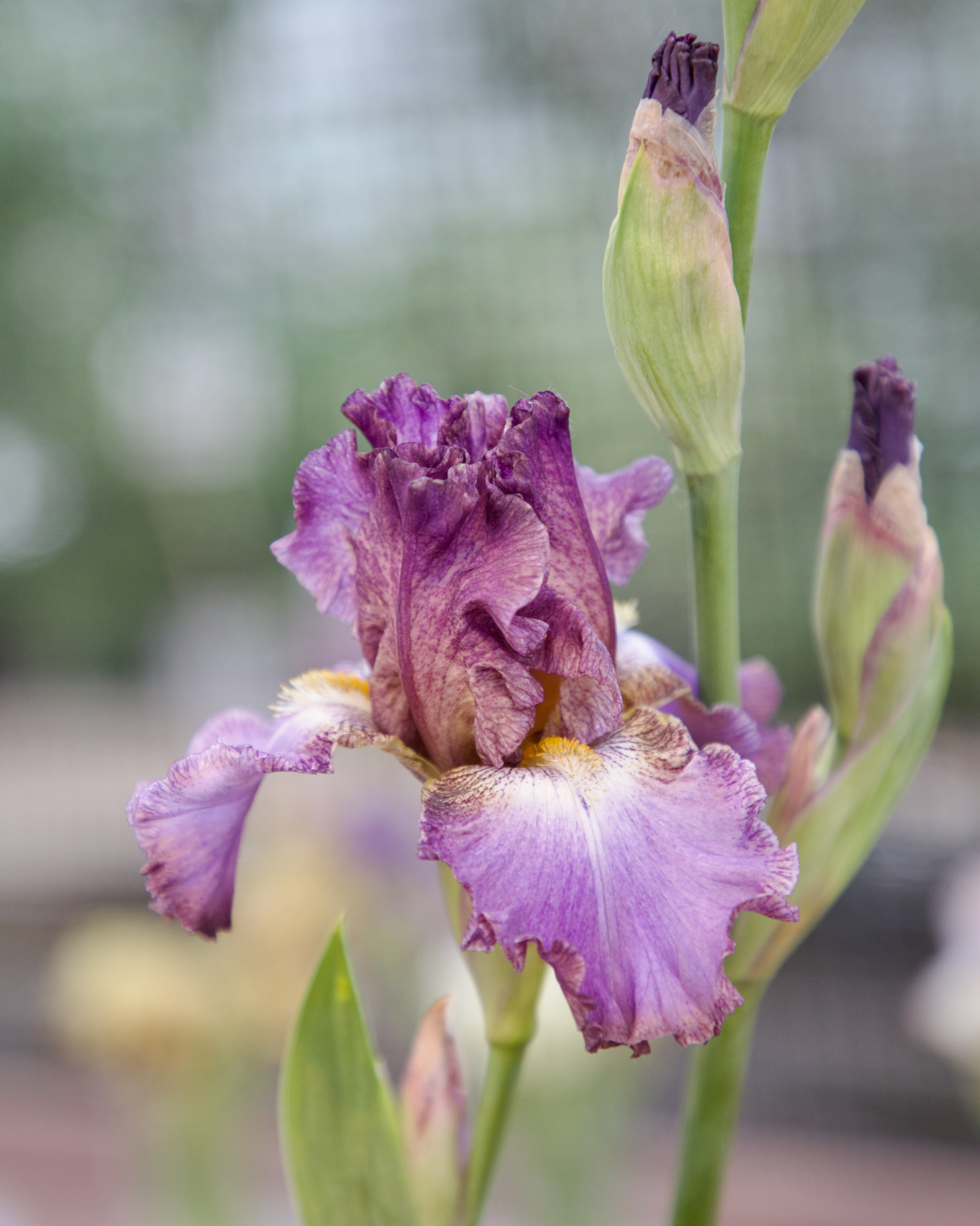 Аптекарский огород. Ирисы. Пионы. Школьные выпускные альбомы в Москве Марина Николаева