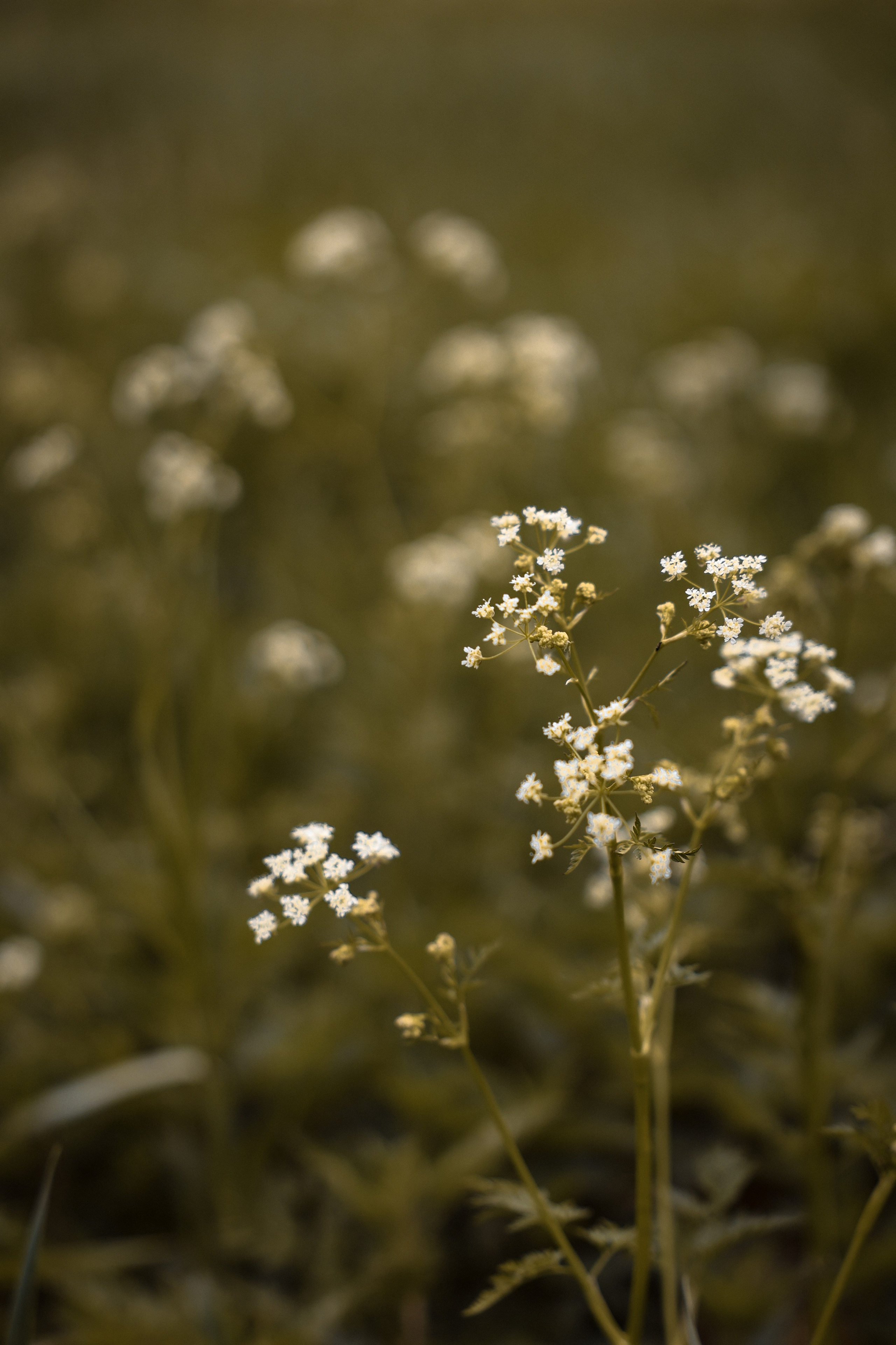 Прогулка в парке. Катя и Платон. Ваш семейный newborn и lifestyle фотограф в СПБ Наталья Журавлева