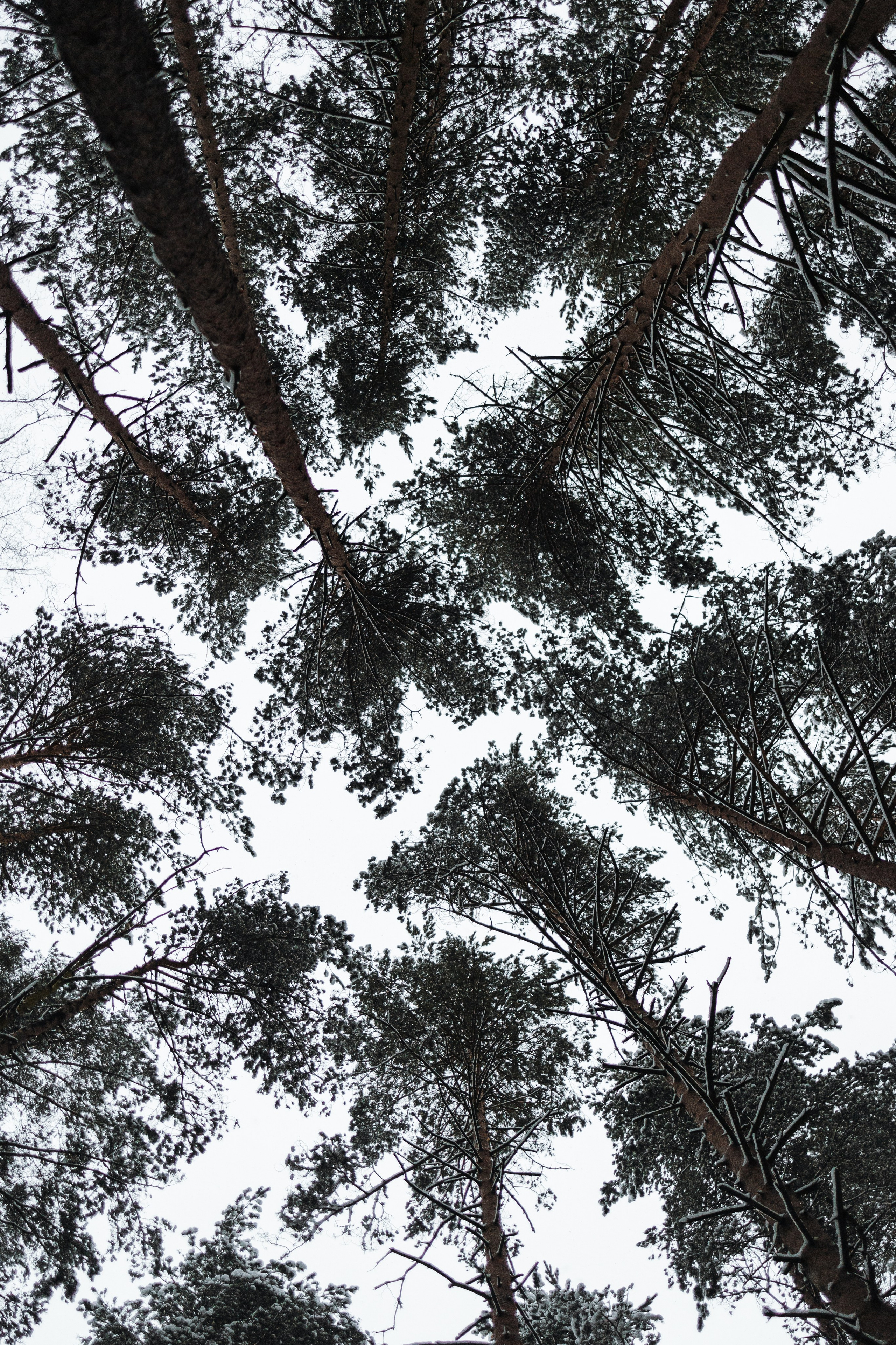 Мики и его семья. Фотограф — Анималист | Санкт-Петербург