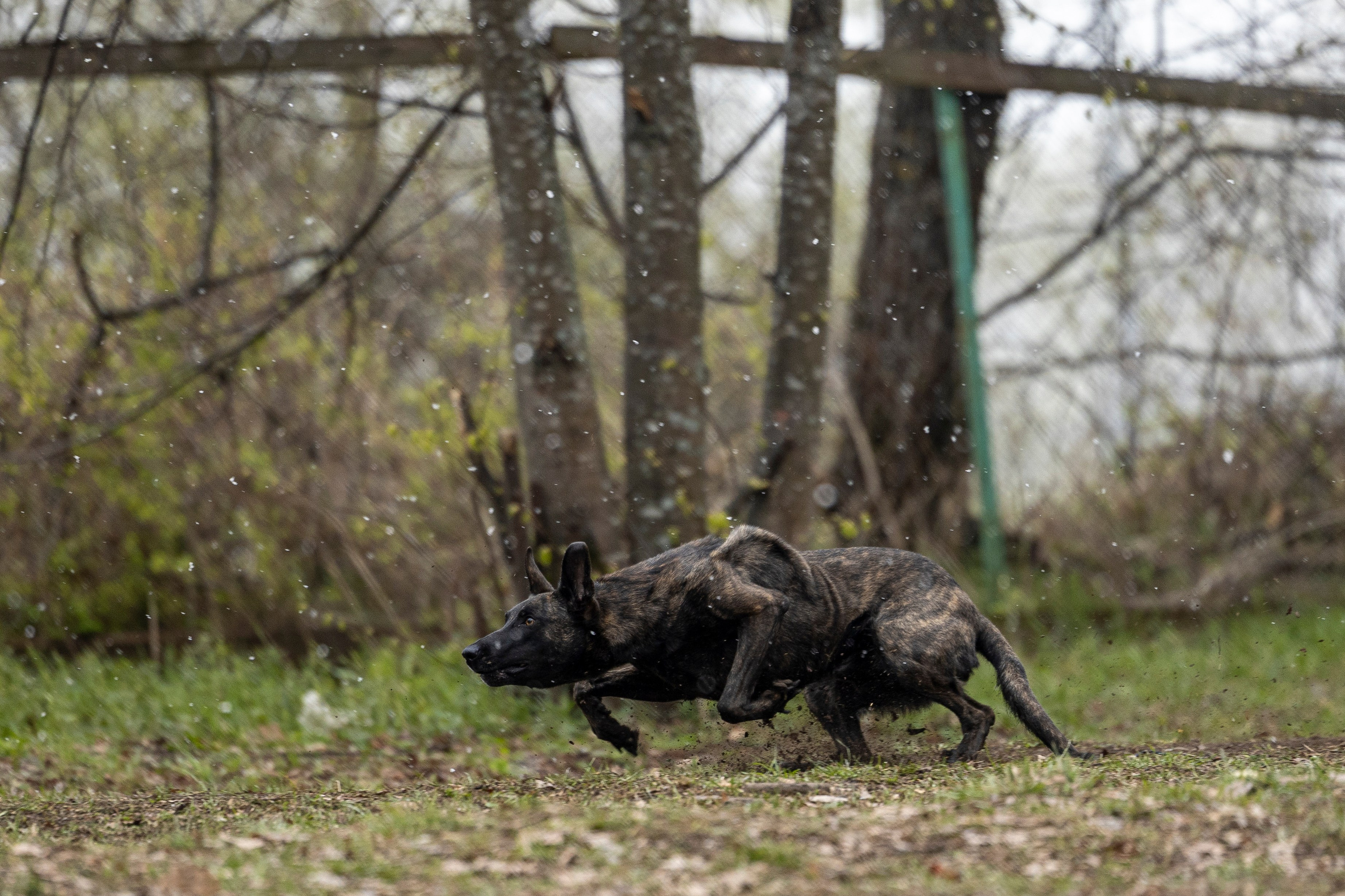 Квалификационные состязания по мондьорингу г. Вологда 11.05.24. Фотограф-анималист Анна Маринич