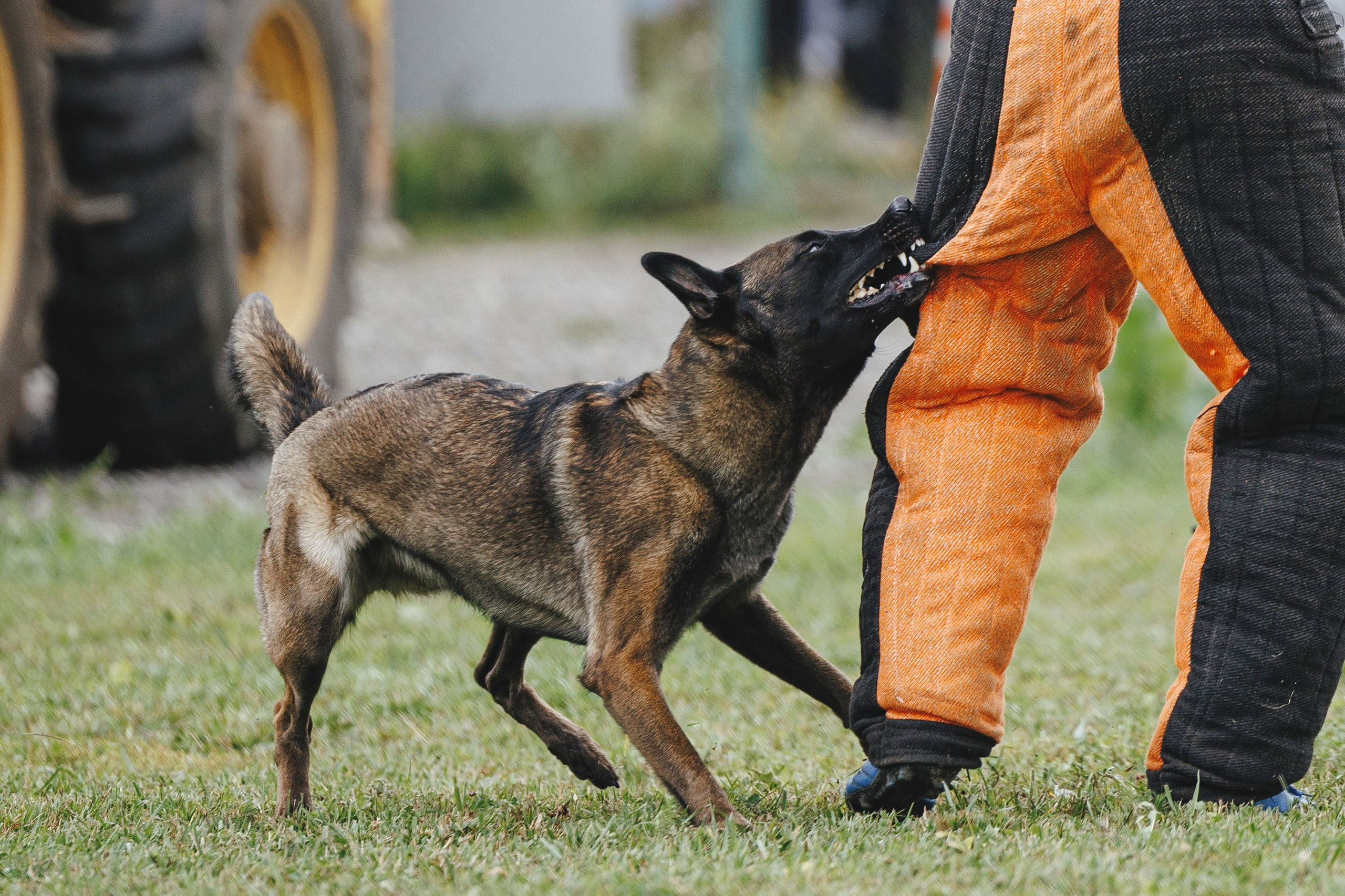 08.08.25-10.08.25 ЧР по мондьорингу г. Вологда. Фотограф-анималист Анна Маринич