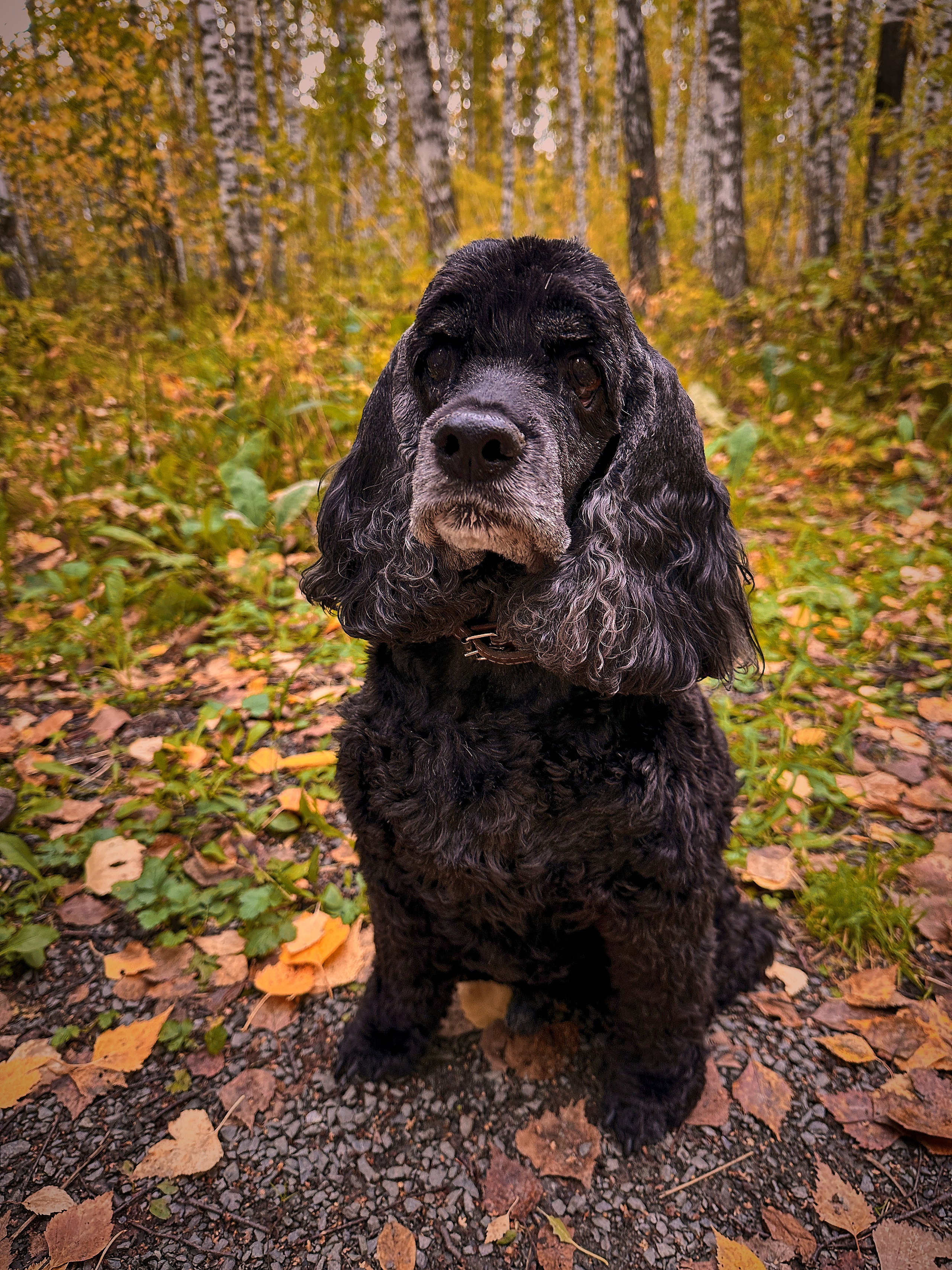 Animals. Danna Dark. Фотограф | Красноярск