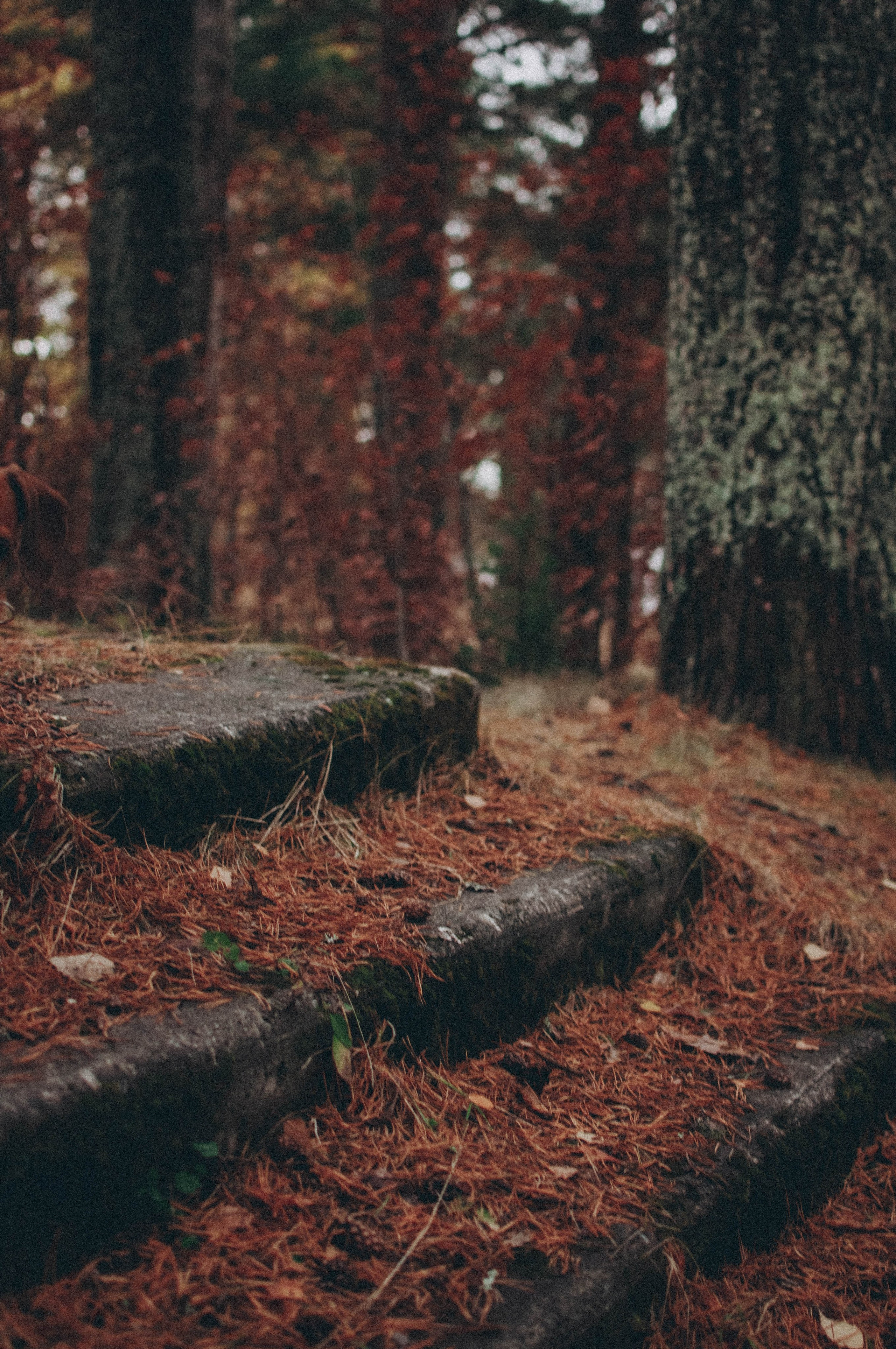 Осень у озера. Семейный фотограф из Петрозаводска, Карелия