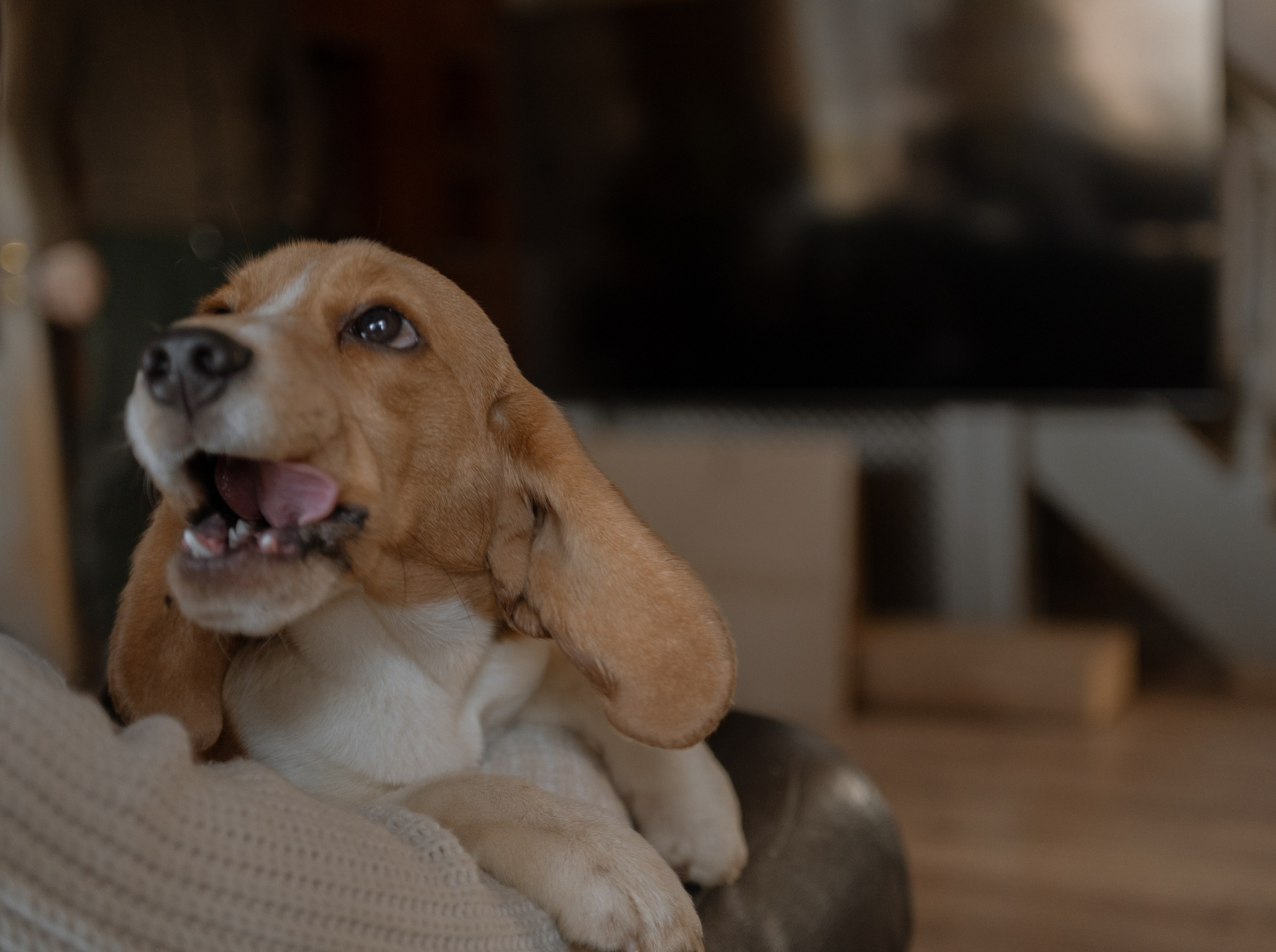 Маша, бигль Вера и её ферма. Семейный фотограф в Москве Алёна Чача