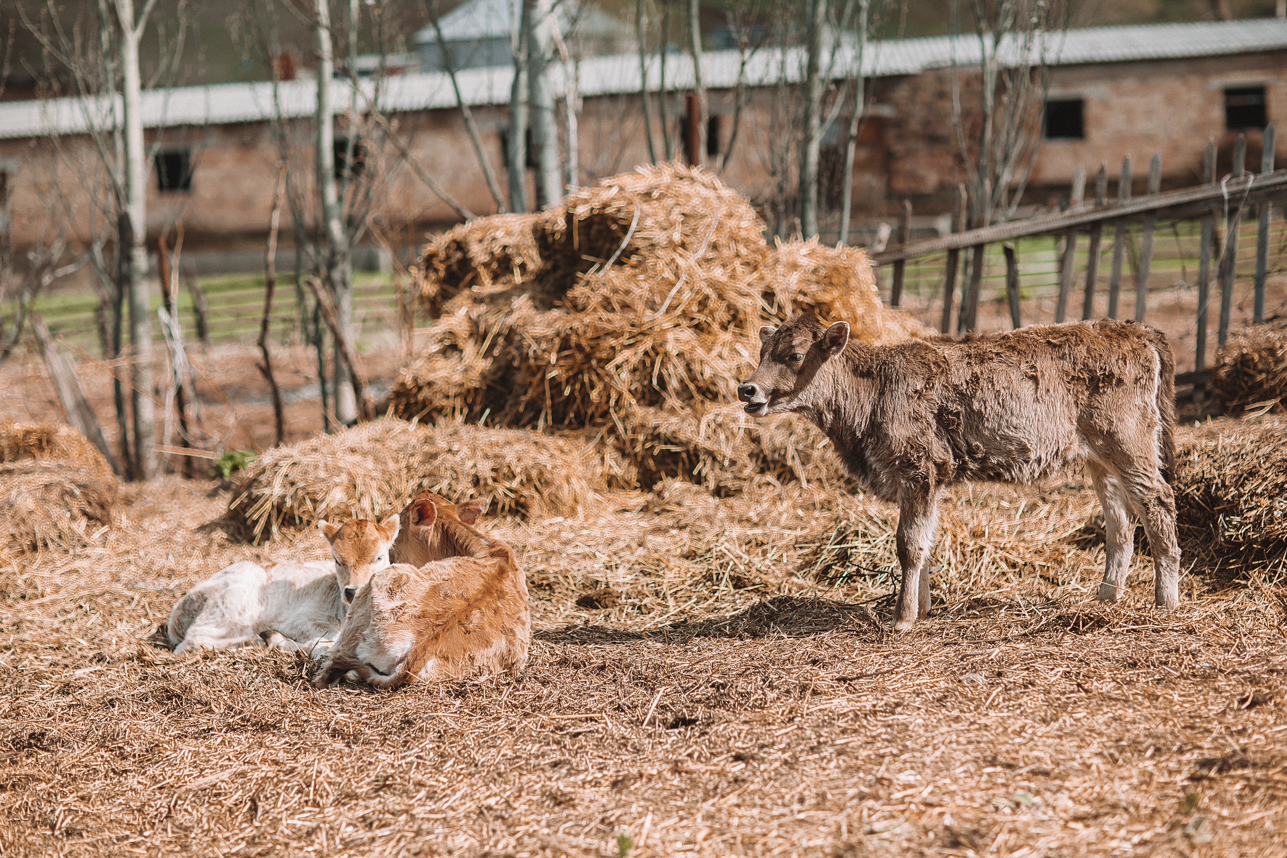 Кыргызстан. Свадебный и семейный фотограф/видеограф в Краснодаре Наталья Осинская