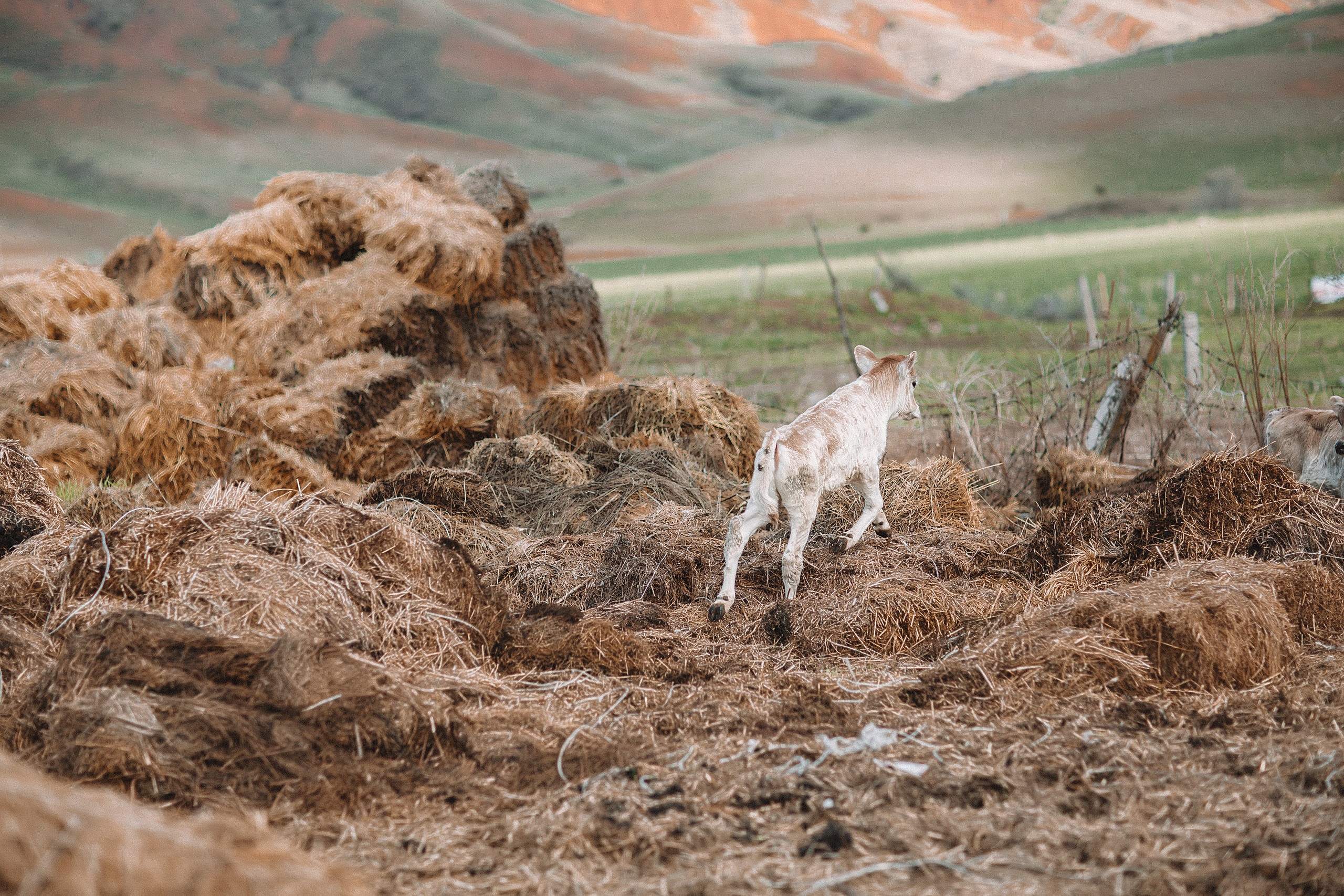 Кыргызстан. Свадебный и семейный фотограф/видеограф в Краснодаре Наталья Осинская