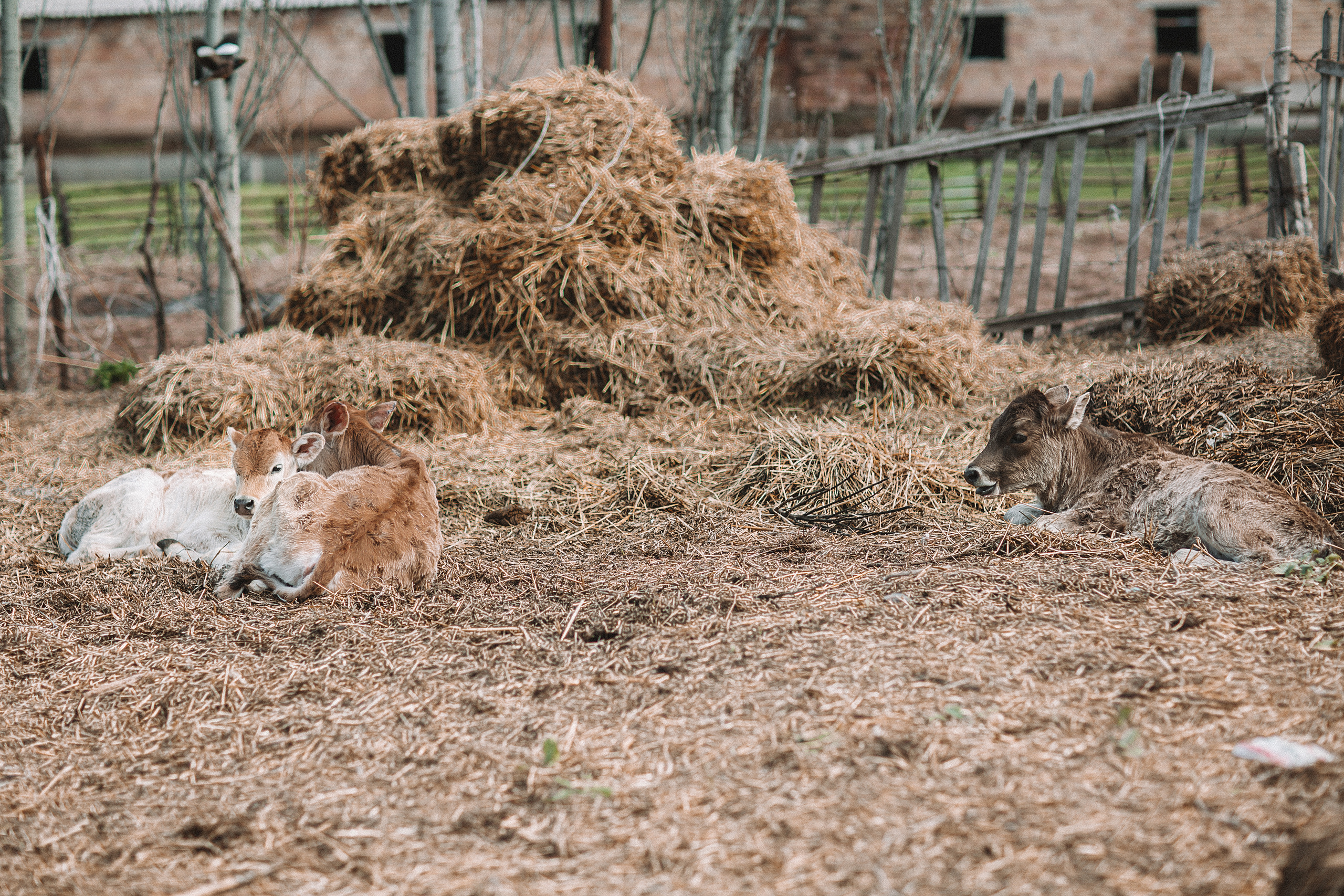 Кыргызстан. Свадебный и семейный фотограф/видеограф в Краснодаре Наталья Осинская