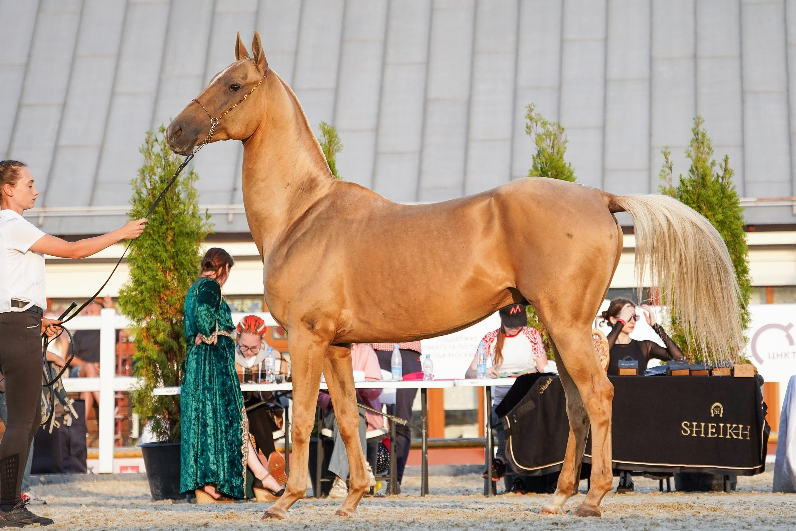 Чемпионат лошадей чистокровной ахалтекинской породы «КУБОК РОССИИ — 2024». Фотограф-анималист, портретный фотограф в Чебоксарах Мария Садыкова