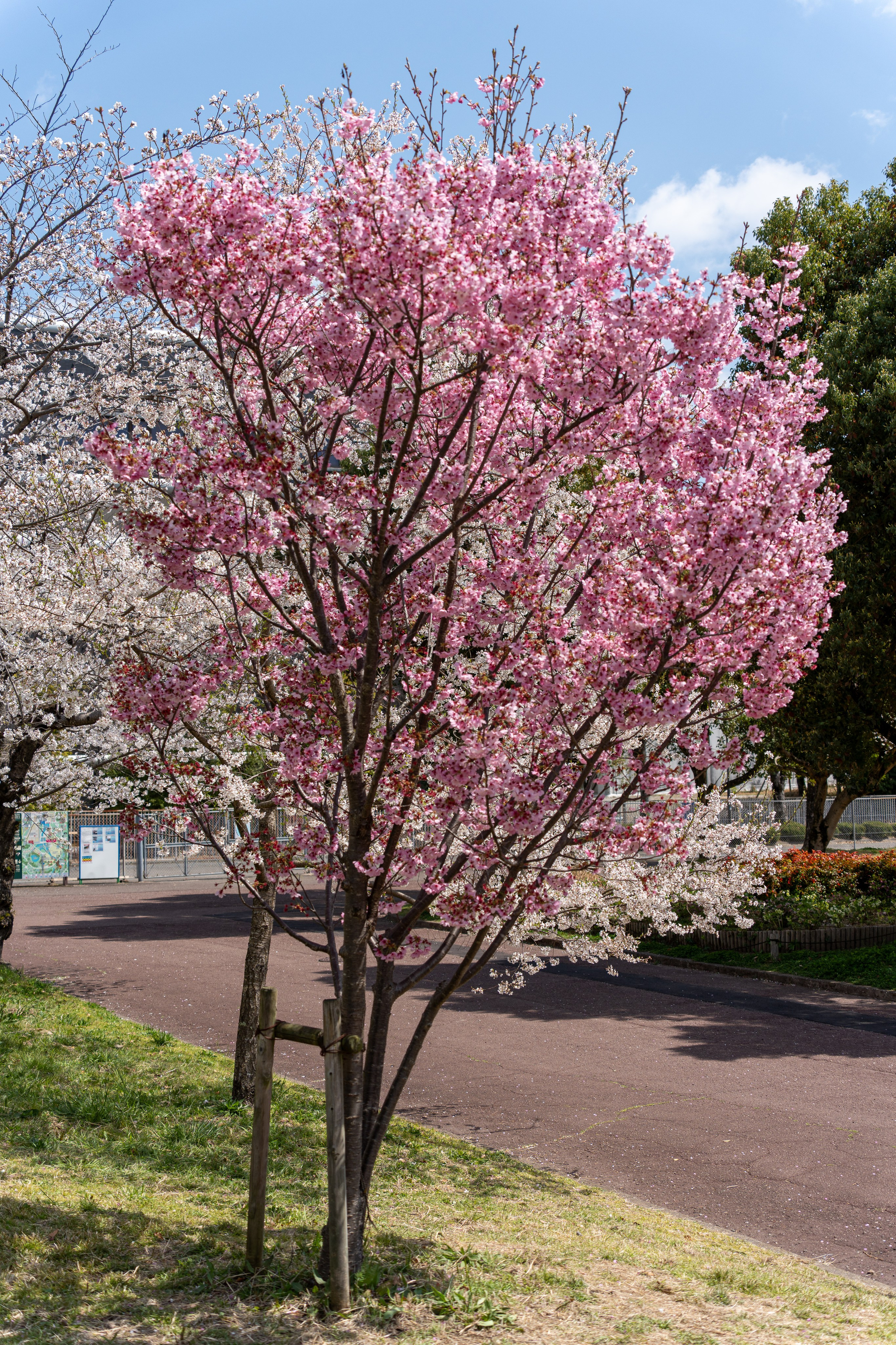 Япония, сакура. Творческие сьемки