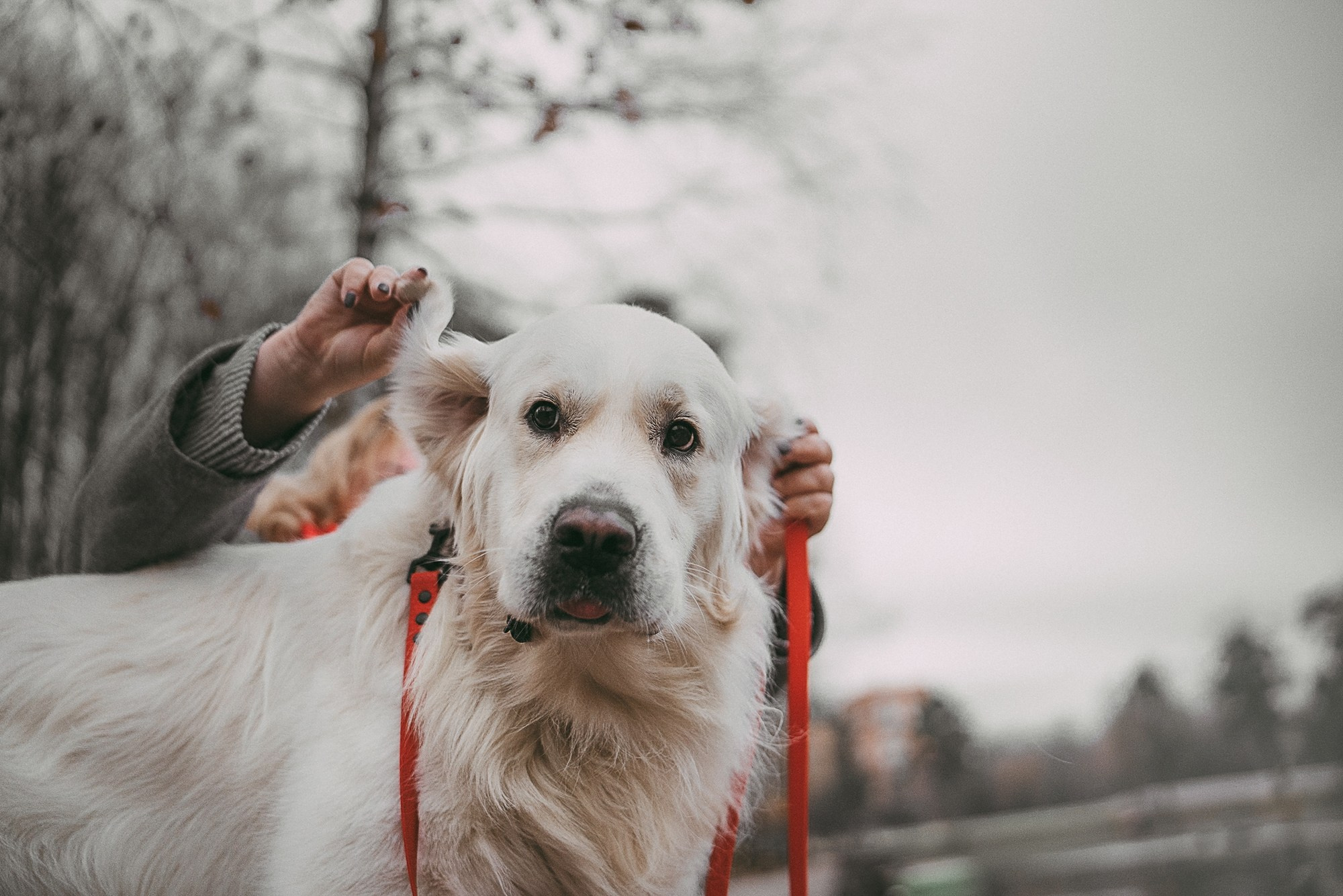 Лена и Мерлин. Фотограф анималист в Москве и Санкт-Петербурге Свиридова Анна