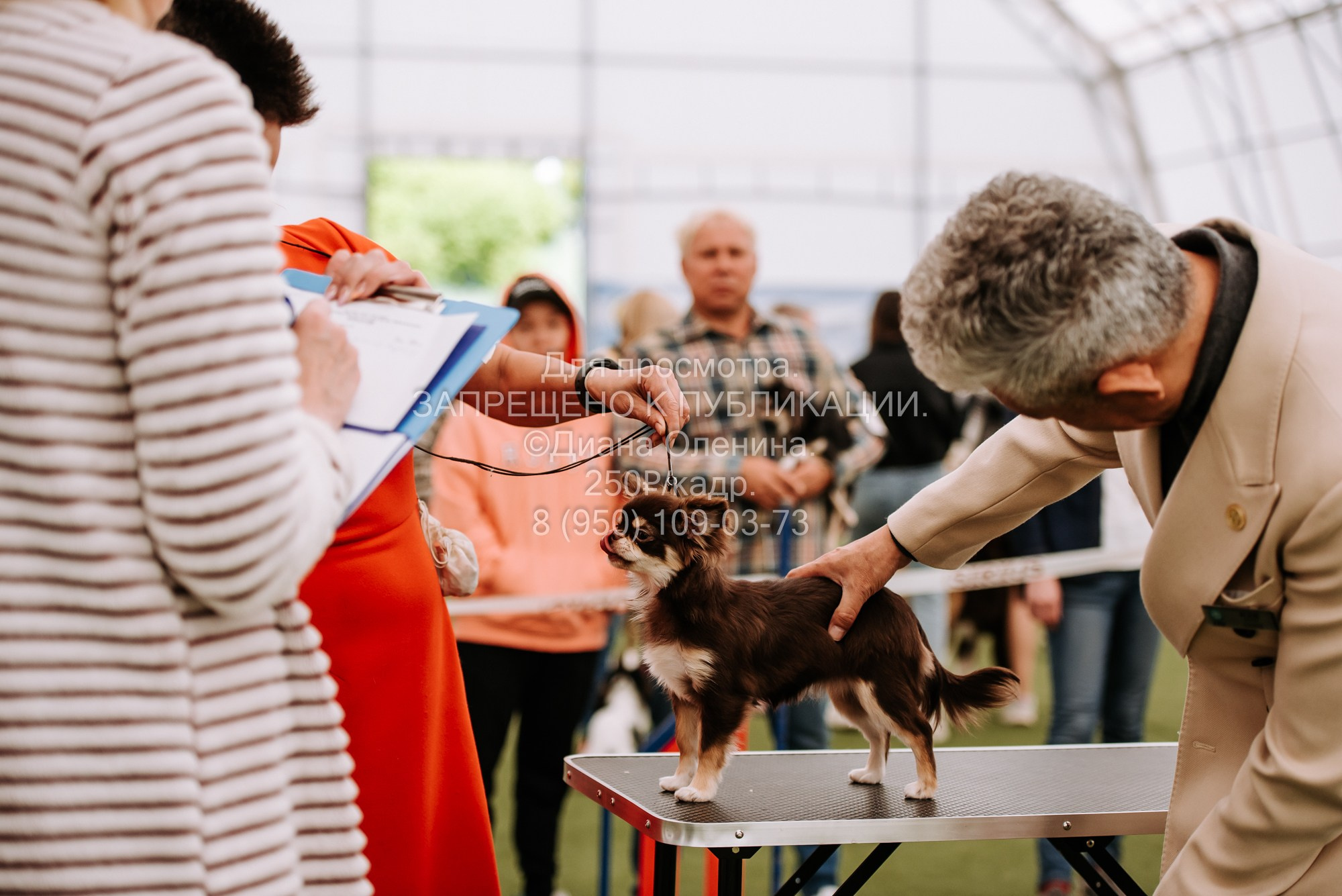 Выставка собак Красноярск 2.06. Фотограф Диана Оленина Красноярск / Братск
