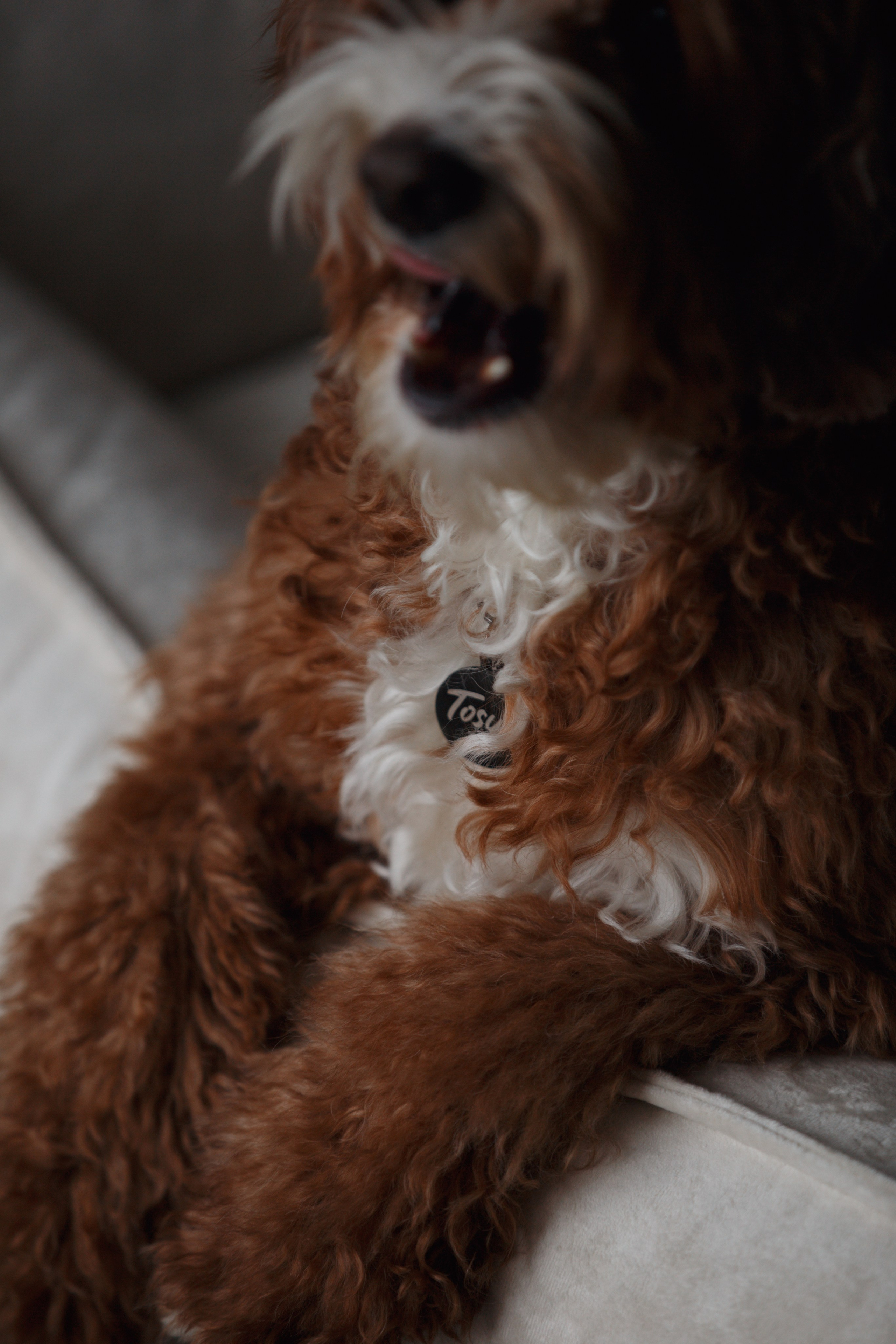 Bmbh лежанки и адресники. Фотограф анималист Кристина Карпова, Москва