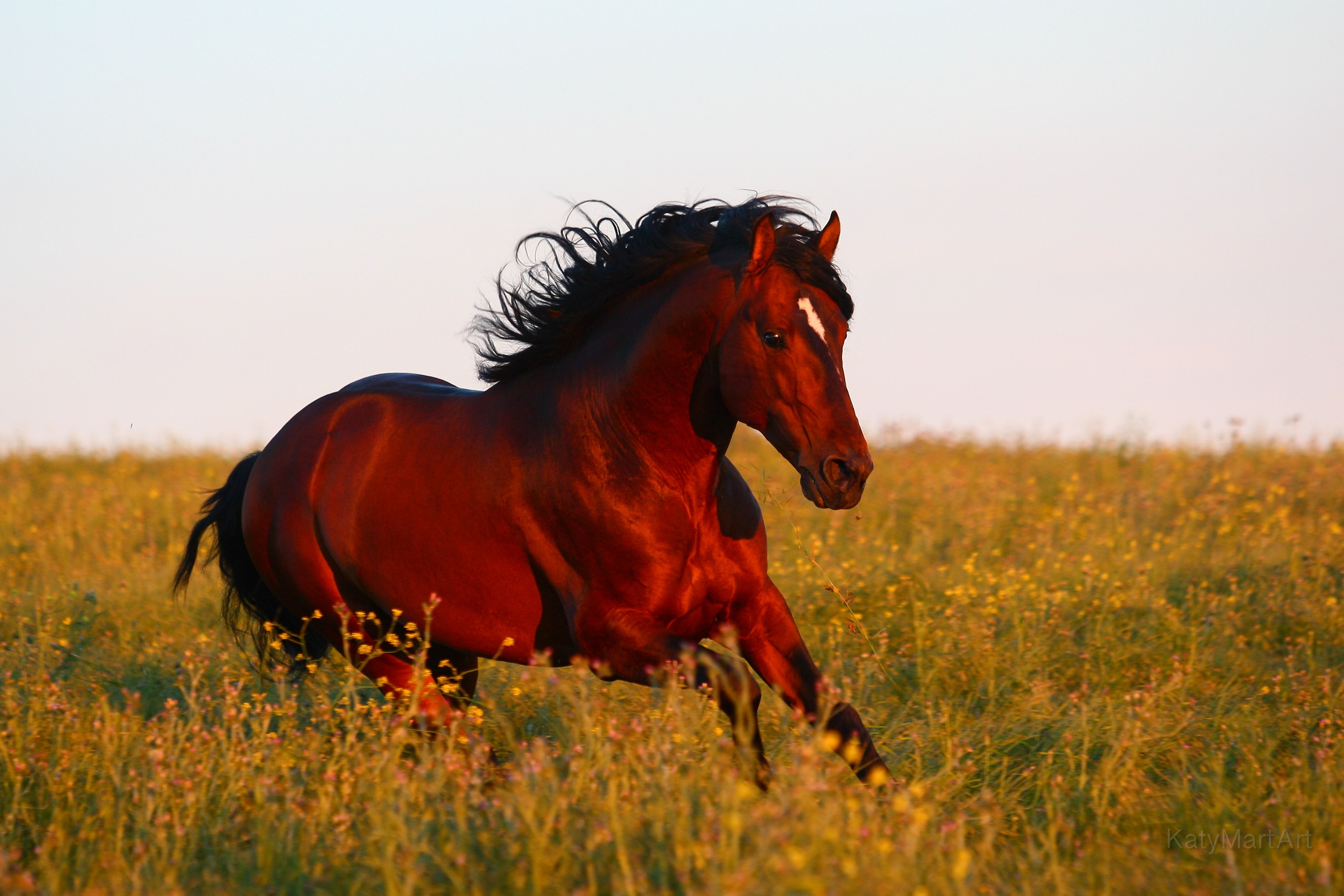 KatymartArt — Equine photography