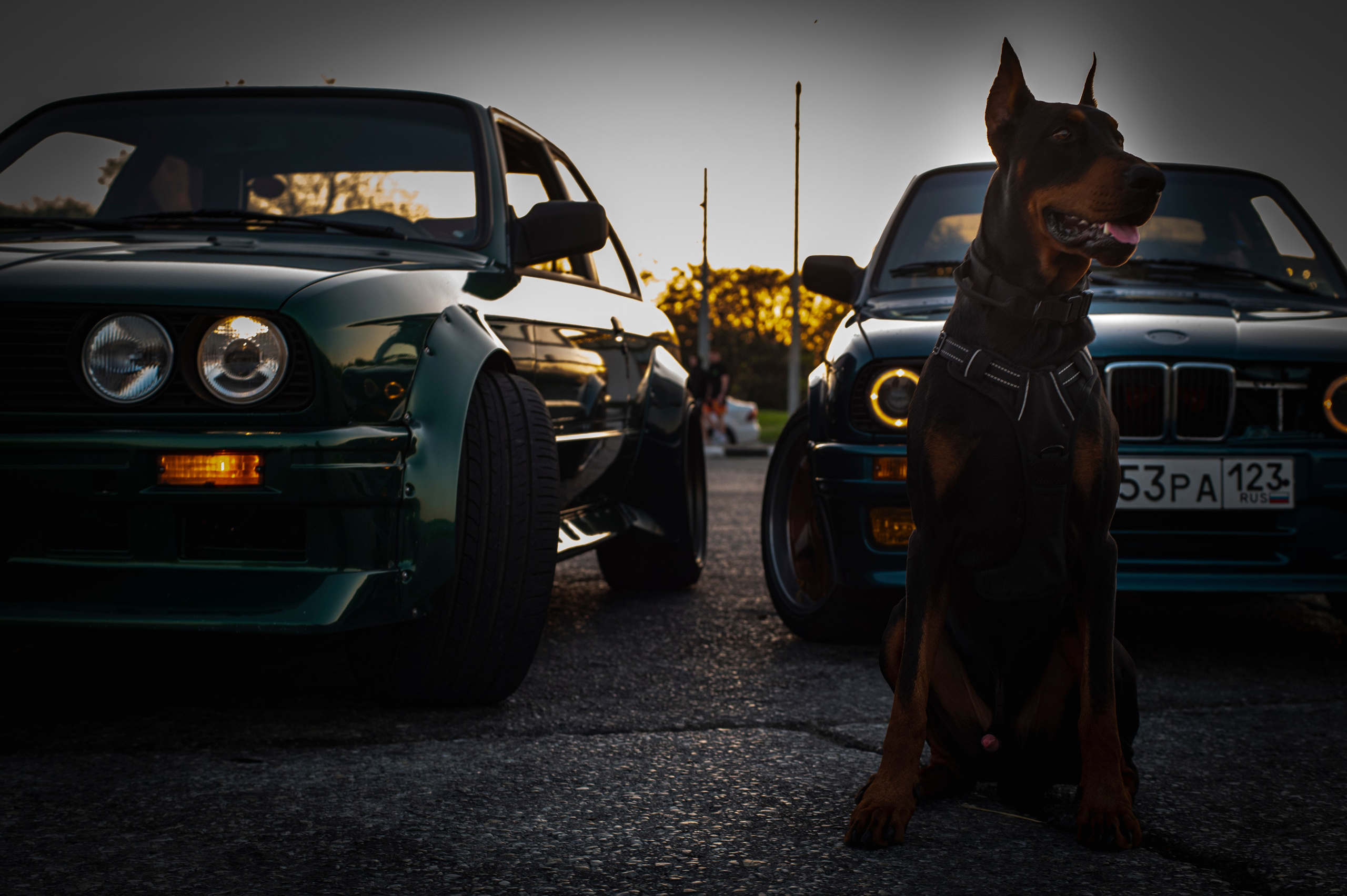 БМВ & Доберман. Фотограф Роман Адлер