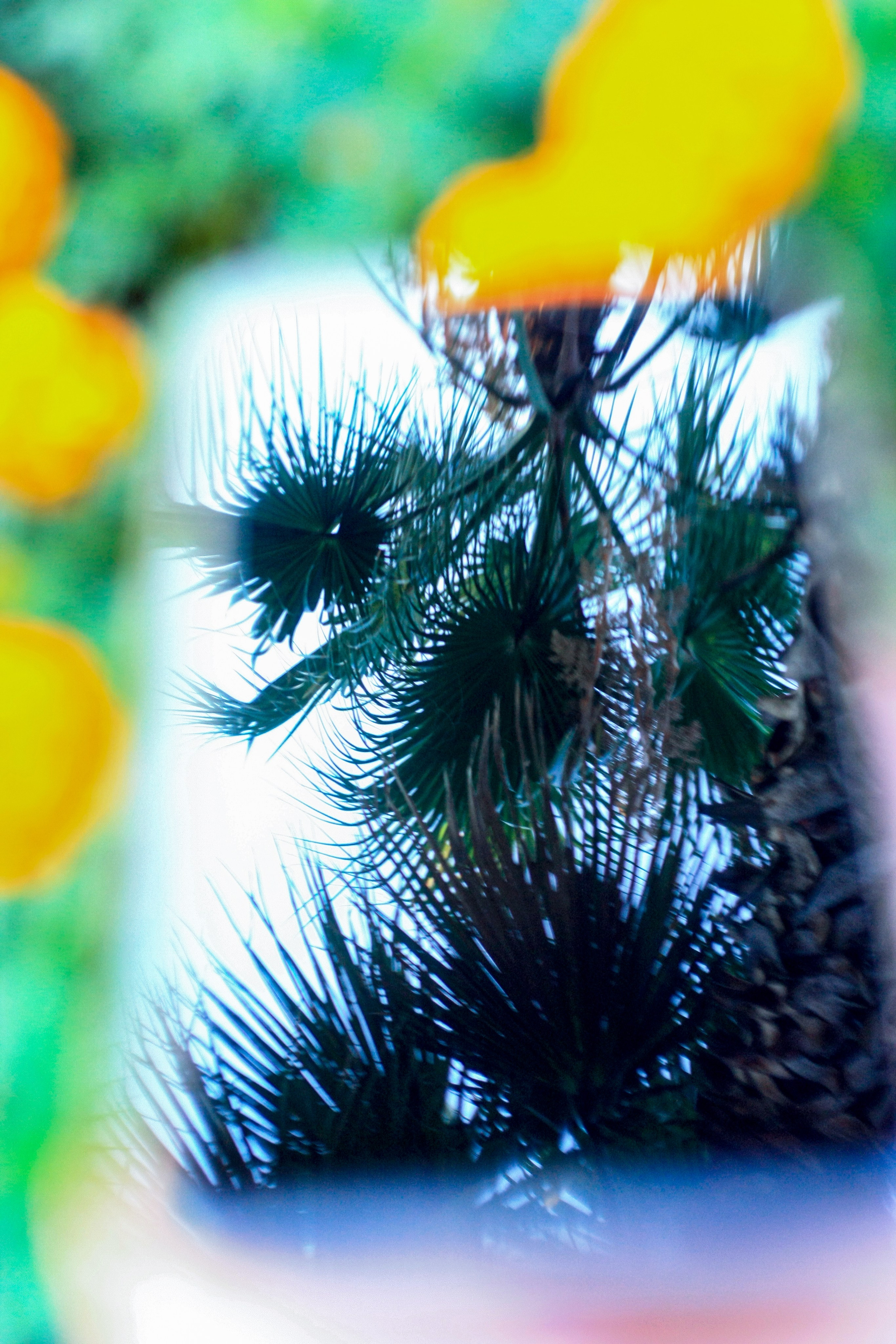 Первые кадры. Сочи — парк. Фотограф Роман Адлер