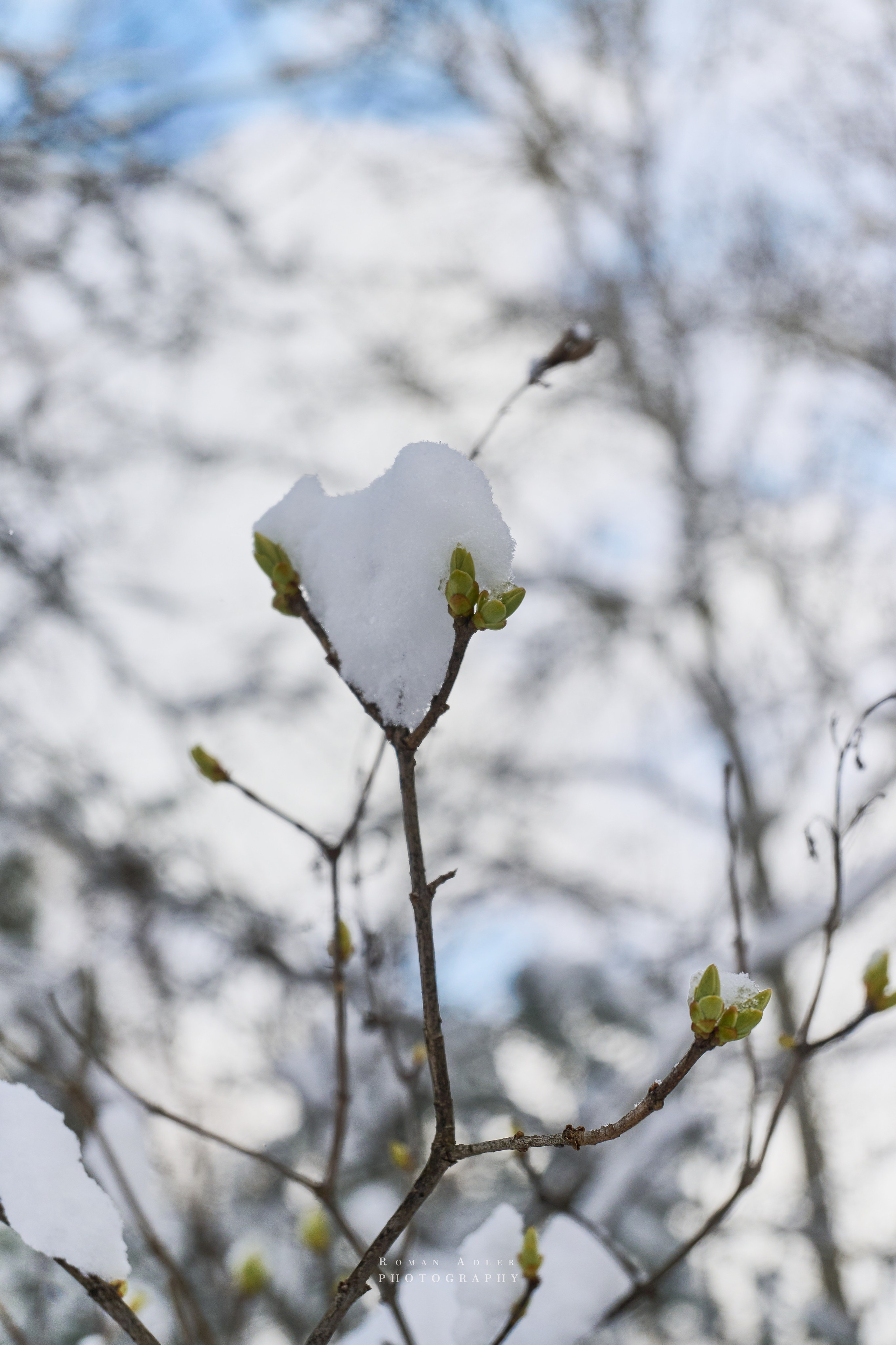 Апрельский снег. Москва 2025. Фотограф Роман Адлер