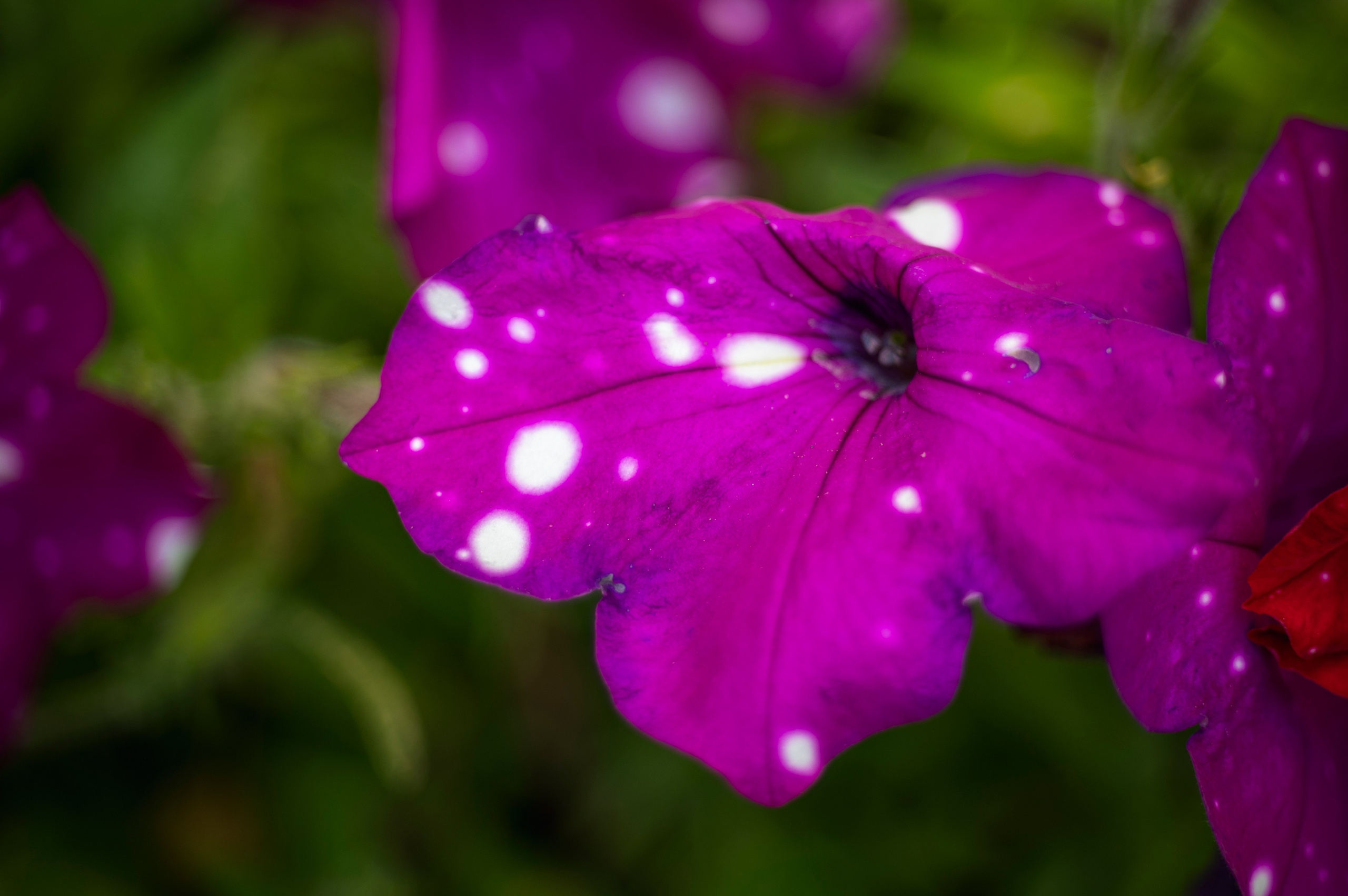 Фотопрогулка по Москве. Фотограф Роман Адлер
