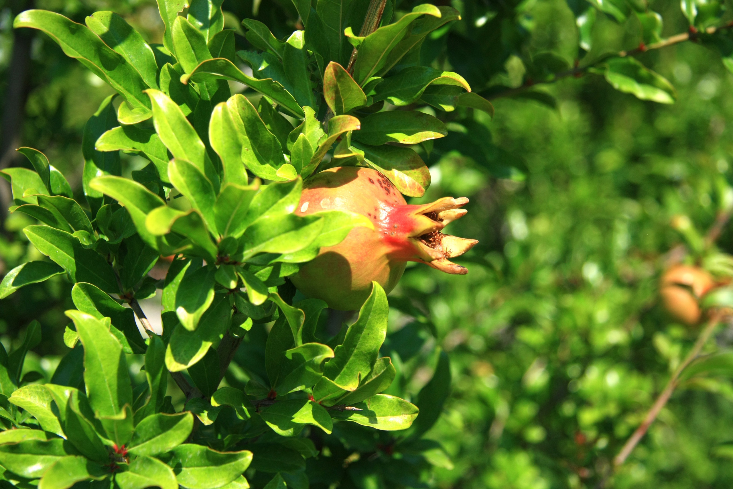Первые кадры. Сочи — парк. Фотограф Роман Адлер