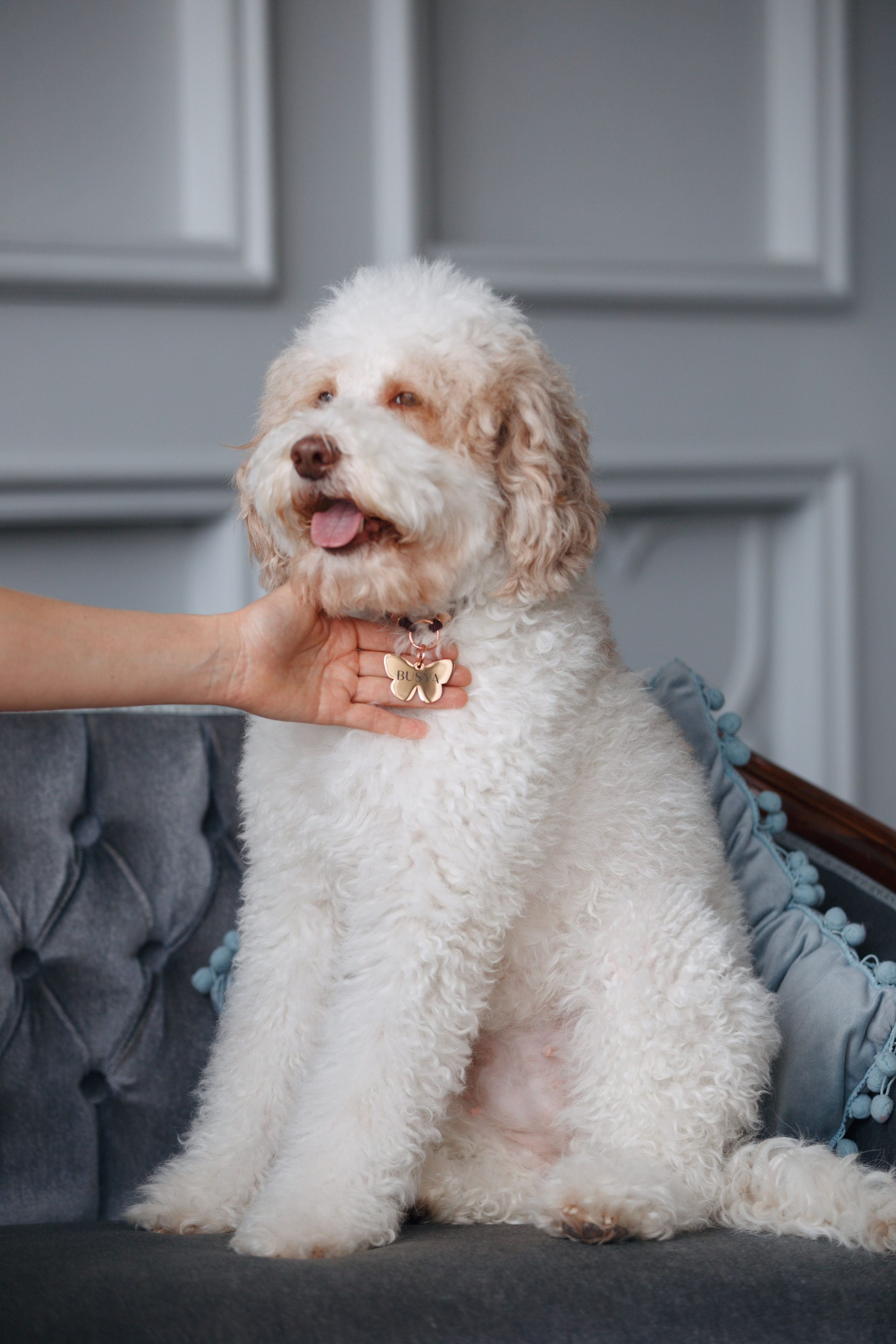 Bmbh лежанки и адресники. Фотограф анималист Кристина Карпова, Москва