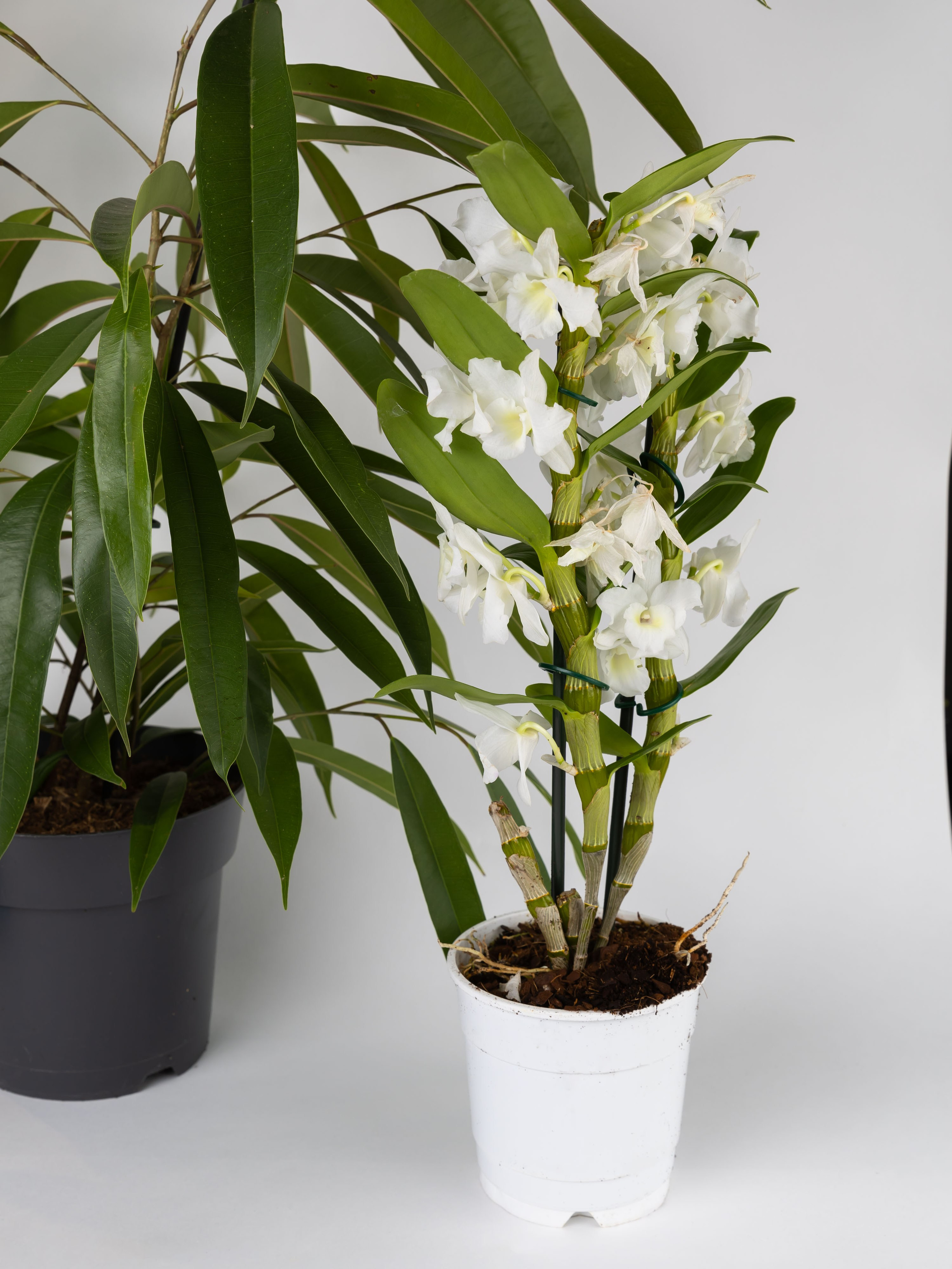 01.08.2025 Фотосессия Цветополис. ФОТОГРАФ ВИНОГРАДОВА ДАРЬЯ