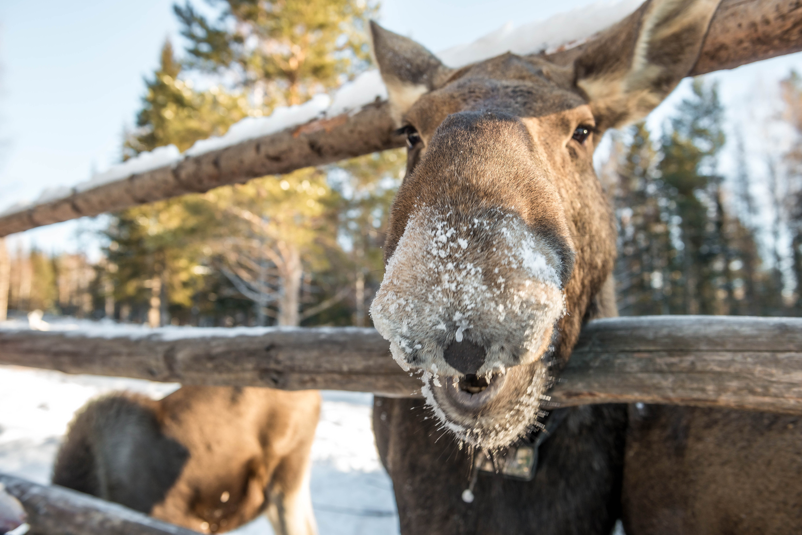 Парк Зюраткуль — Ледяной фонтан, Сохатка и хребет Москаль. Свадебный фотограф на Урале Виктор Соколов