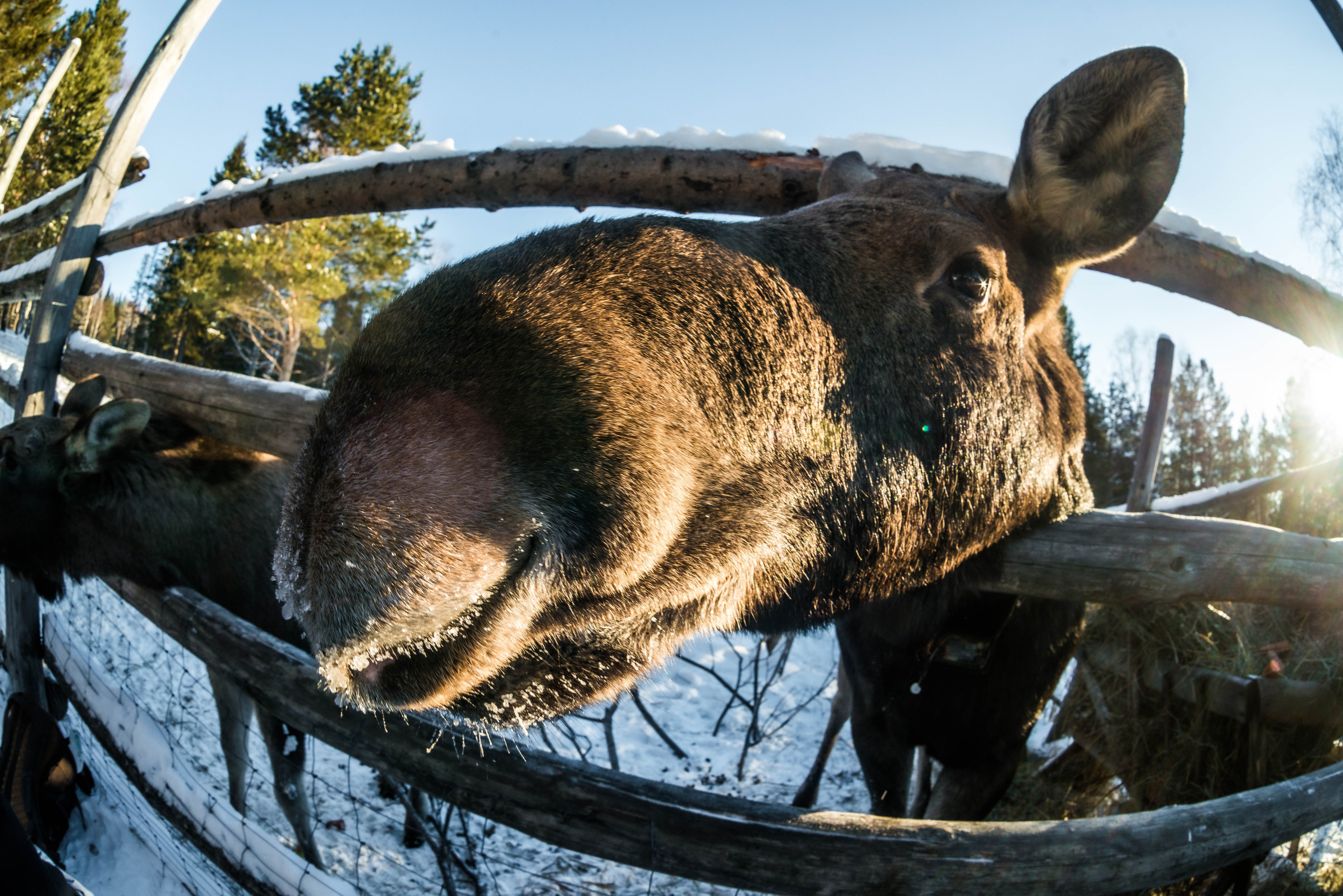 Парк Зюраткуль — Ледяной фонтан, Сохатка и хребет Москаль. Свадебный фотограф на Урале Виктор Соколов