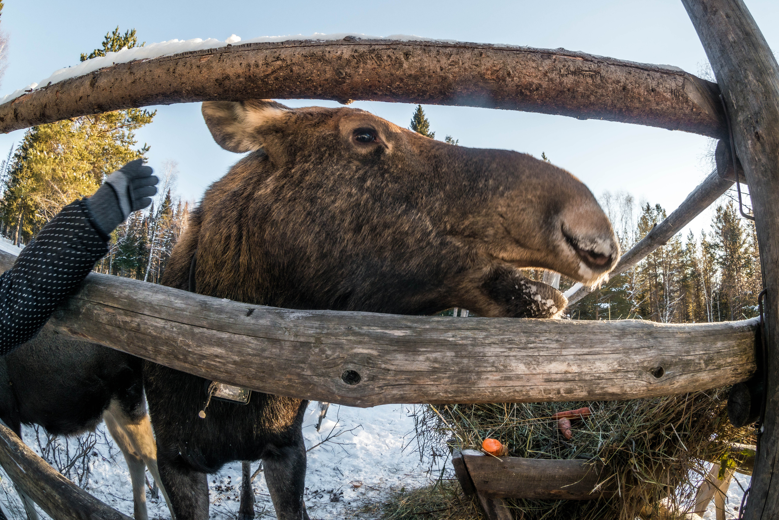 Парк Зюраткуль — Ледяной фонтан, Сохатка и хребет Москаль. Свадебный фотограф на Урале Виктор Соколов