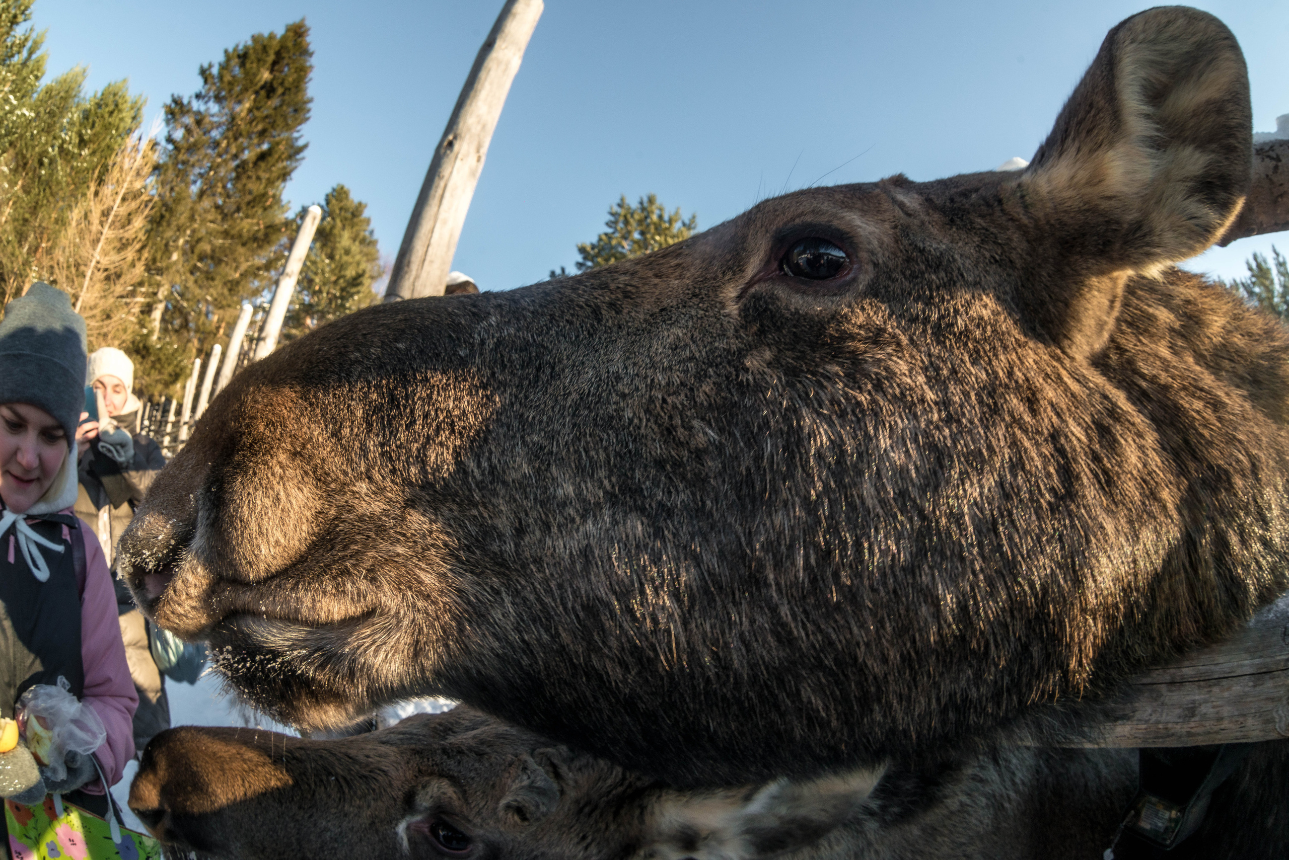 Парк Зюраткуль — Ледяной фонтан, Сохатка и хребет Москаль. Свадебный фотограф на Урале Виктор Соколов