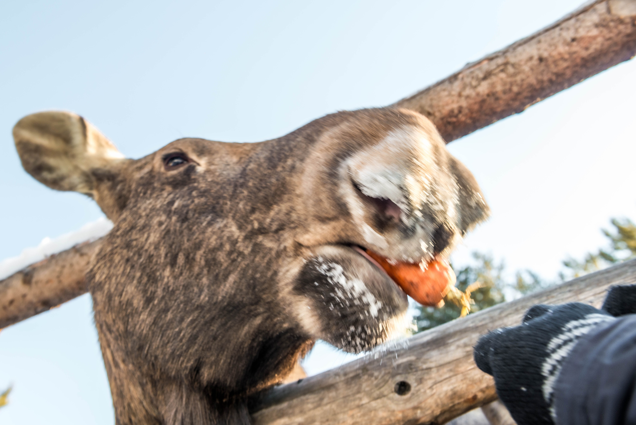 Парк Зюраткуль — Ледяной фонтан, Сохатка и хребет Москаль. Свадебный фотограф на Урале Виктор Соколов