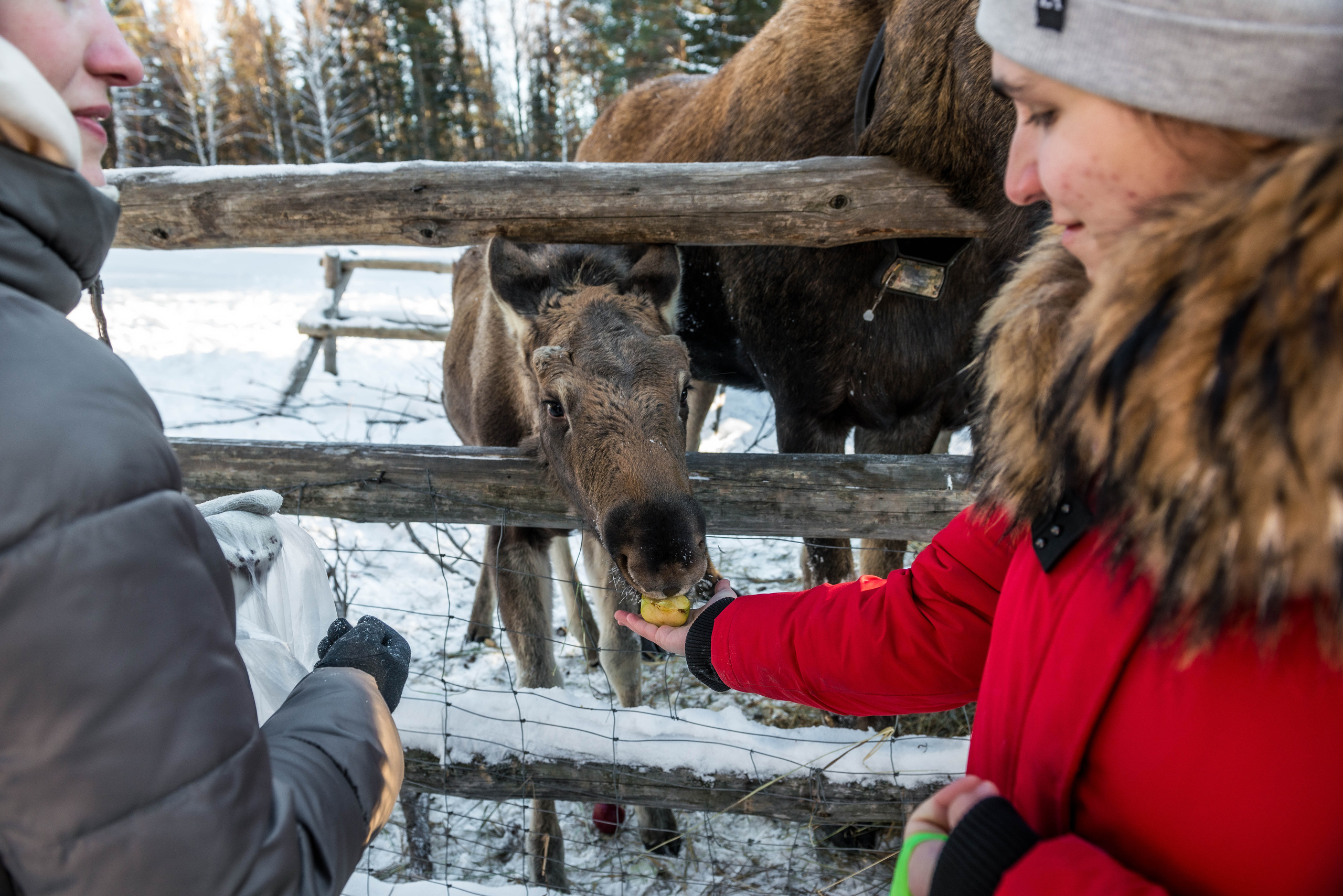 Парк Зюраткуль — Ледяной фонтан, Сохатка и хребет Москаль. Свадебный фотограф на Урале Виктор Соколов