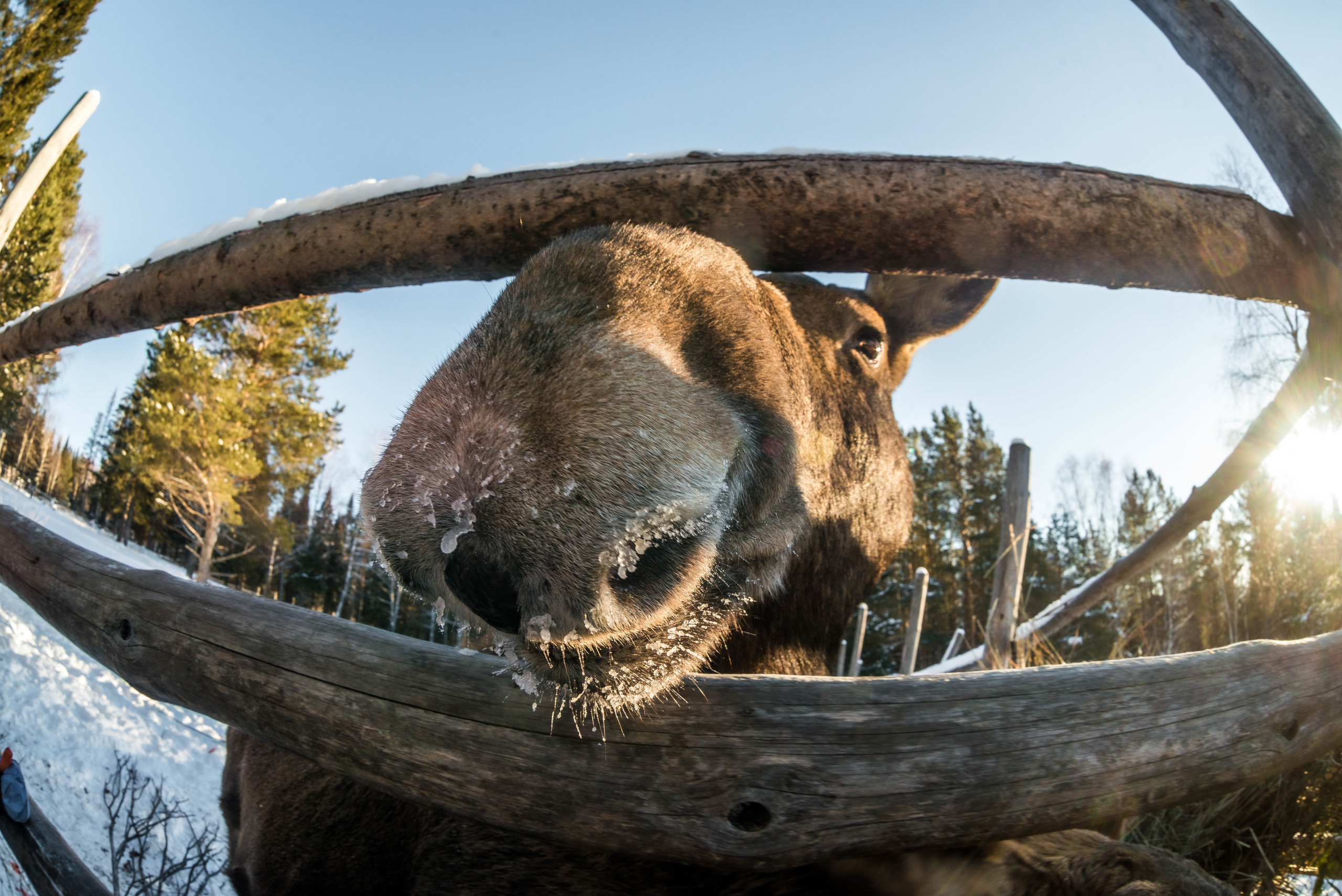 Парк Зюраткуль — Ледяной фонтан, Сохатка и хребет Москаль. Свадебный фотограф на Урале Виктор Соколов