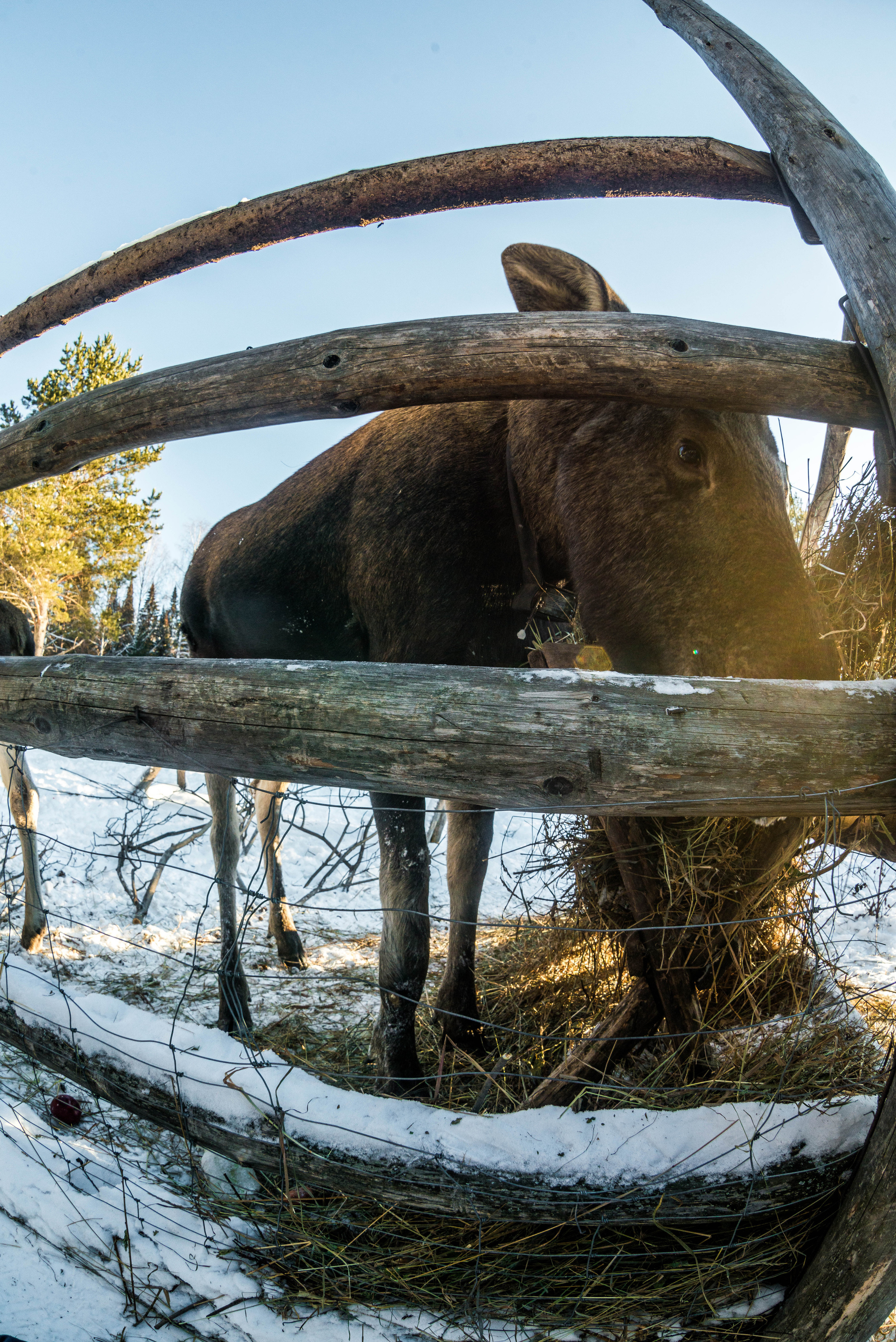 Парк Зюраткуль — Ледяной фонтан, Сохатка и хребет Москаль. Свадебный фотограф на Урале Виктор Соколов