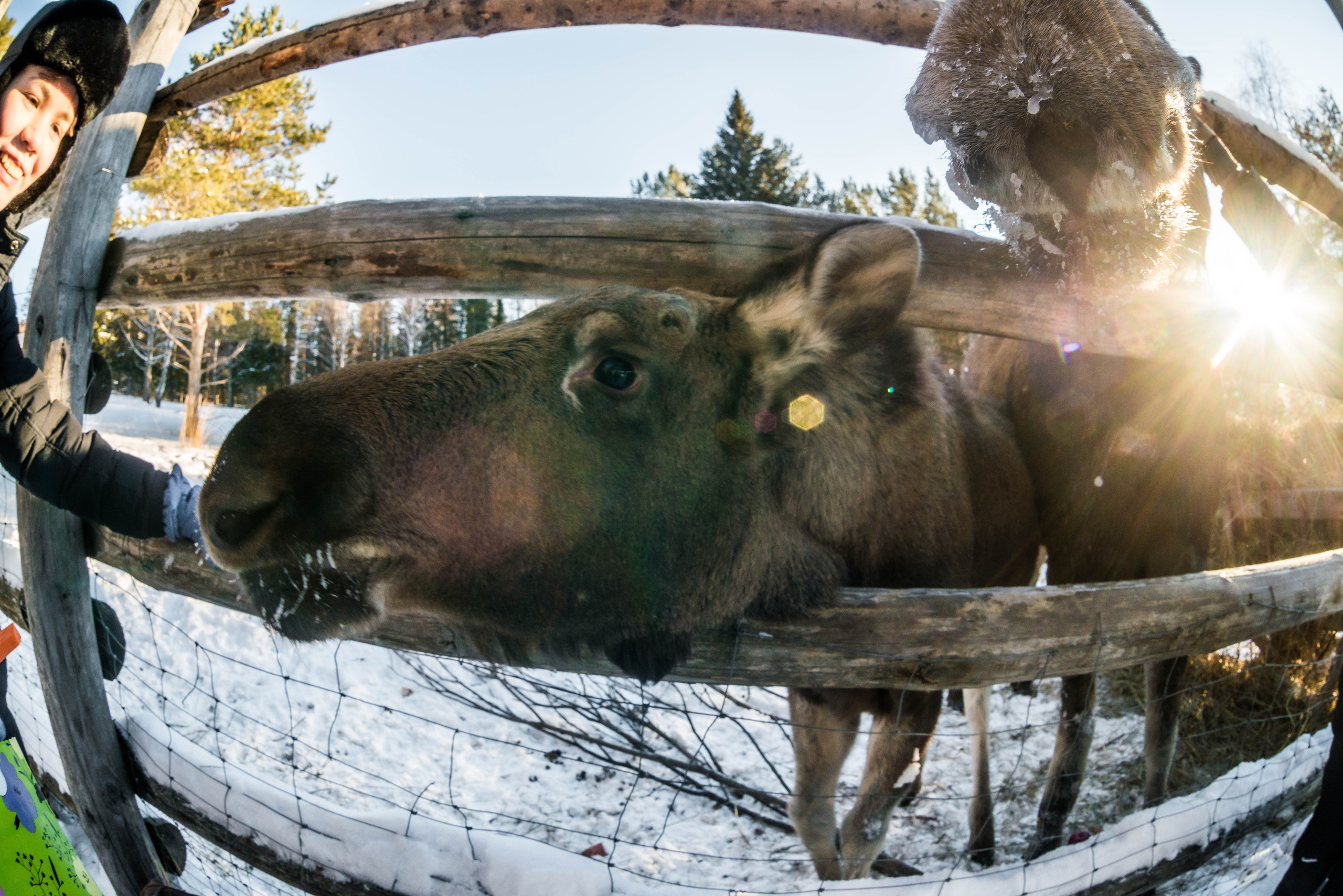 Парк Зюраткуль — Ледяной фонтан, Сохатка и хребет Москаль. Свадебный фотограф на Урале Виктор Соколов