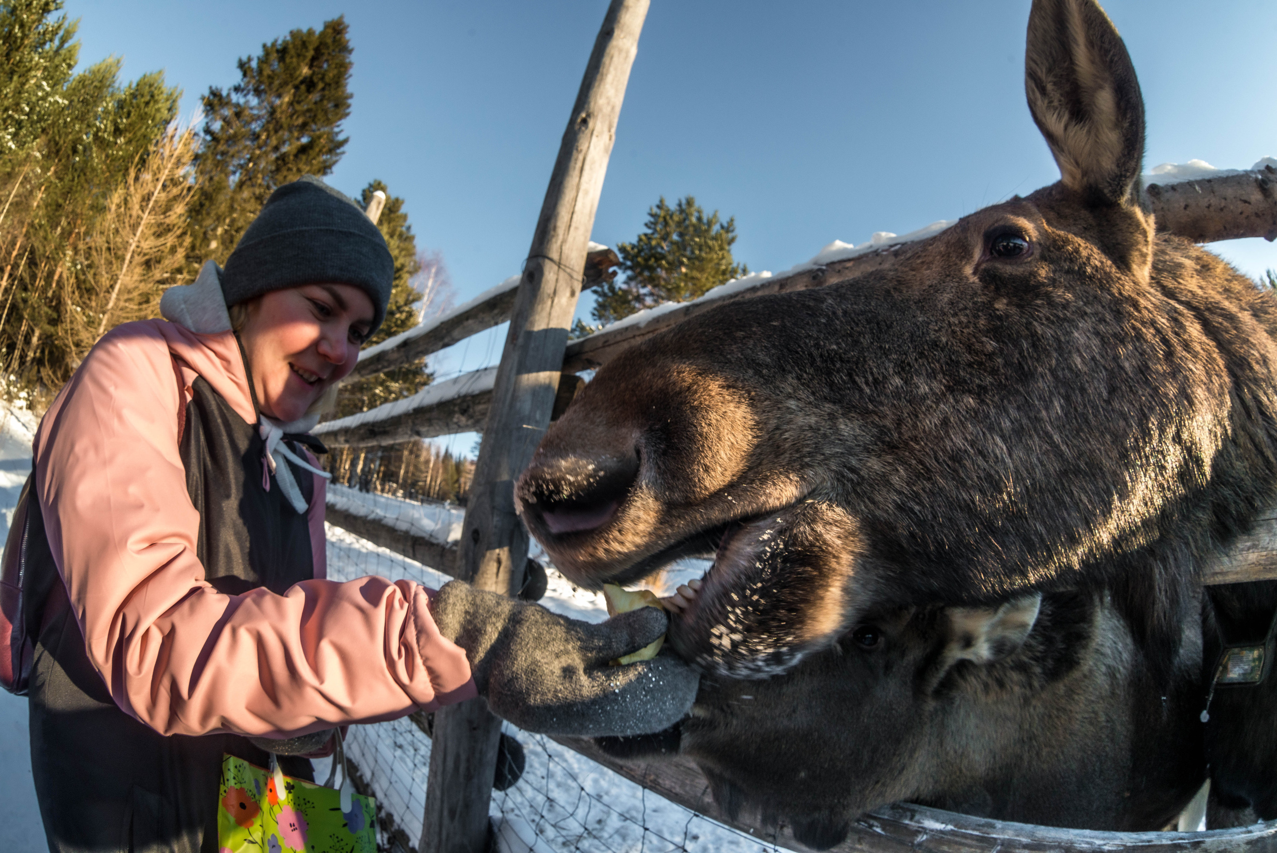 Парк Зюраткуль — Ледяной фонтан, Сохатка и хребет Москаль. Свадебный фотограф на Урале Виктор Соколов