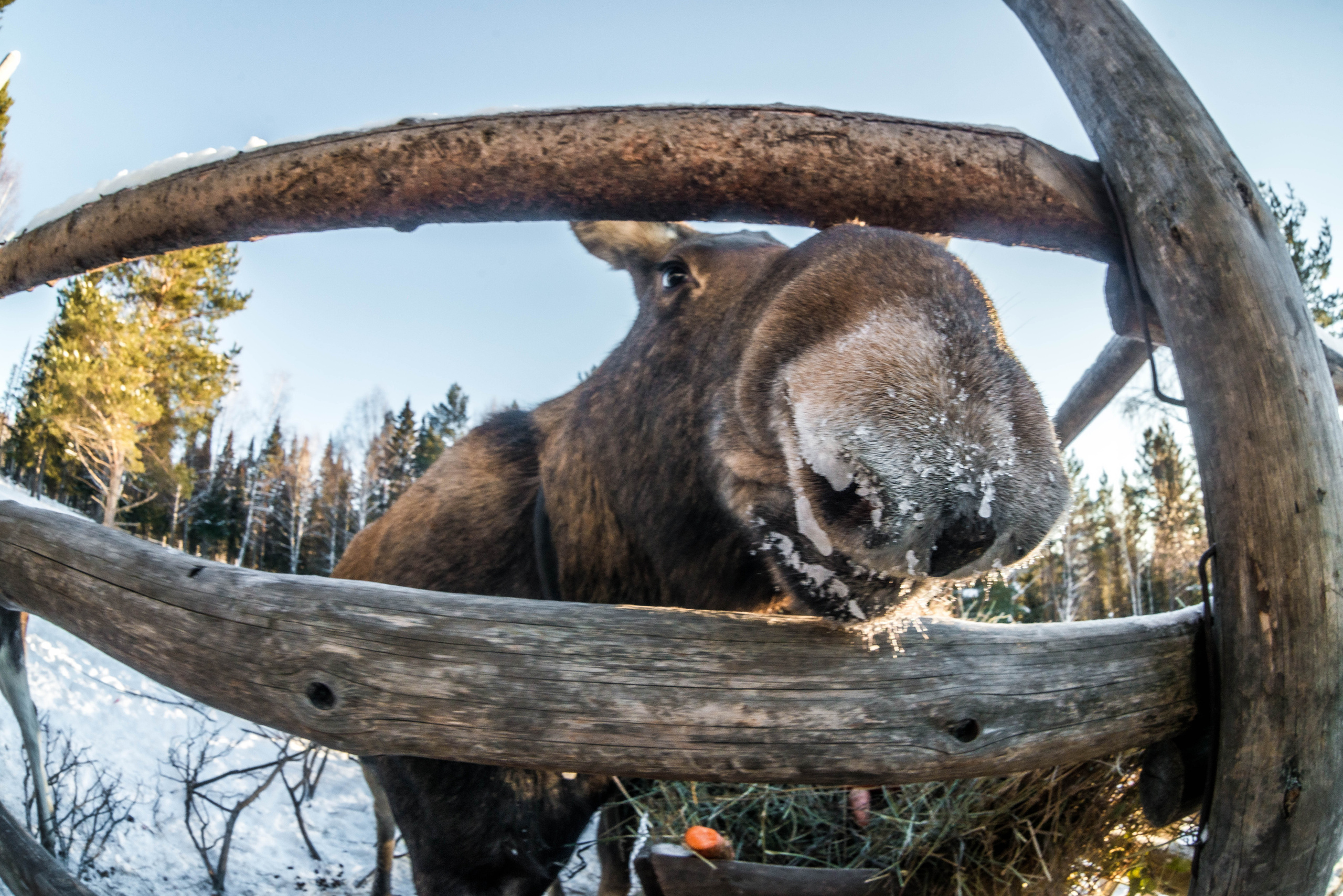 Парк Зюраткуль — Ледяной фонтан, Сохатка и хребет Москаль. Свадебный фотограф на Урале Виктор Соколов
